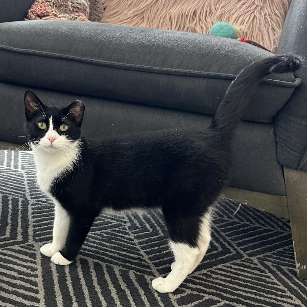 Francine, Adoptable, Young Female Domestic Short Hair.