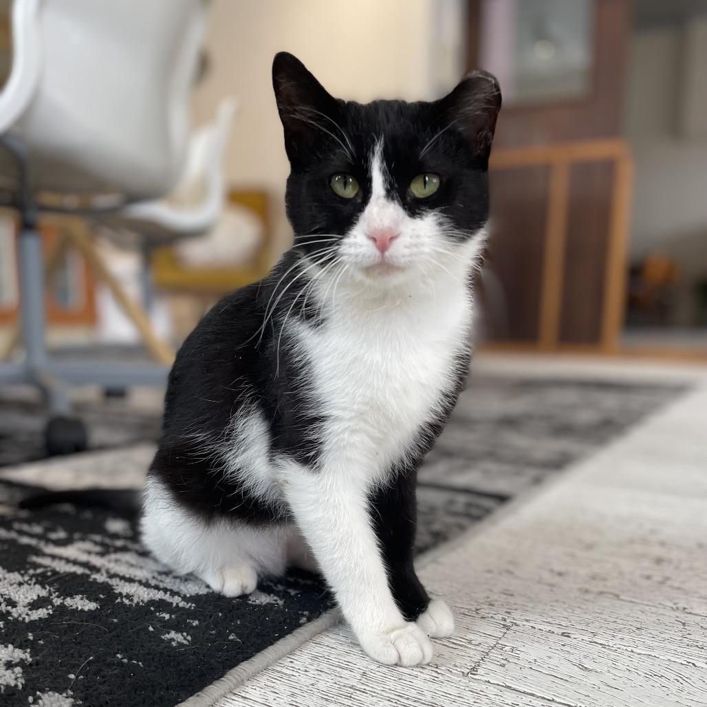 Enlarge Francine, a Adoptable Domestic Short Hair in St. Louis, MO image 2/6
