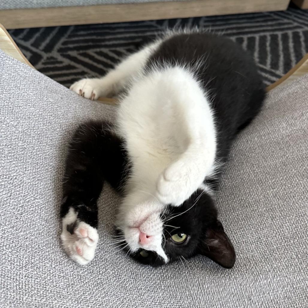 Enlarge Francine, a Adoptable Domestic Short Hair in St. Louis, MO image 3/6