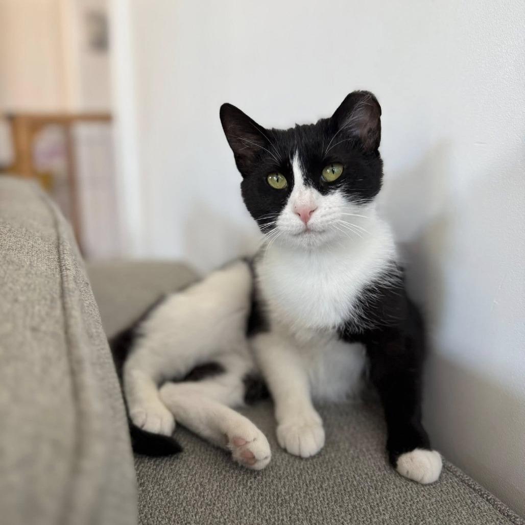 Enlarge Francine, a Adoptable Domestic Short Hair in St. Louis, MO image 4/6