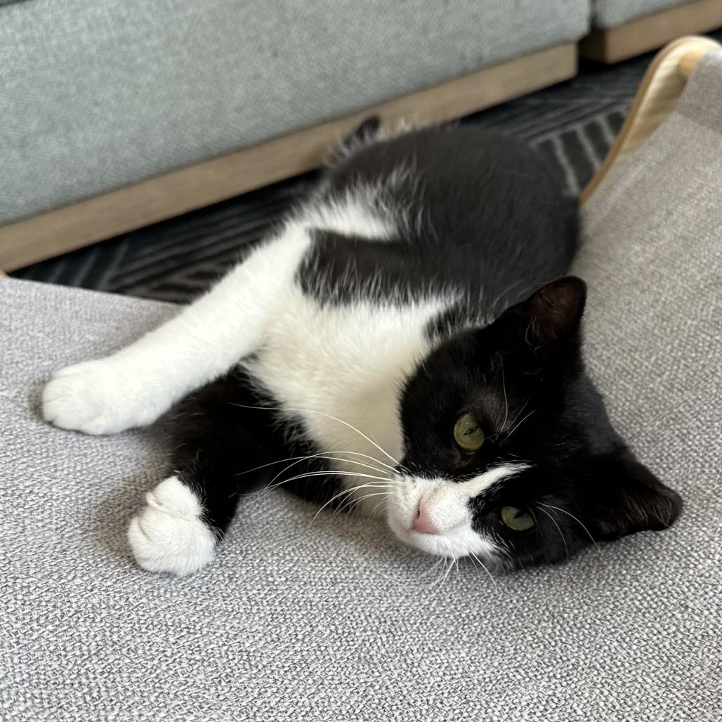 Enlarge Francine, a Adoptable Domestic Short Hair in St. Louis, MO image 5/6