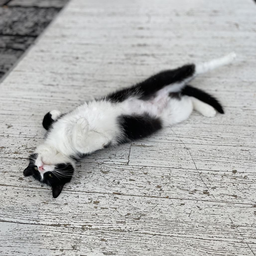 Enlarge Francine, a Adoptable Domestic Short Hair in St. Louis, MO image 6/6