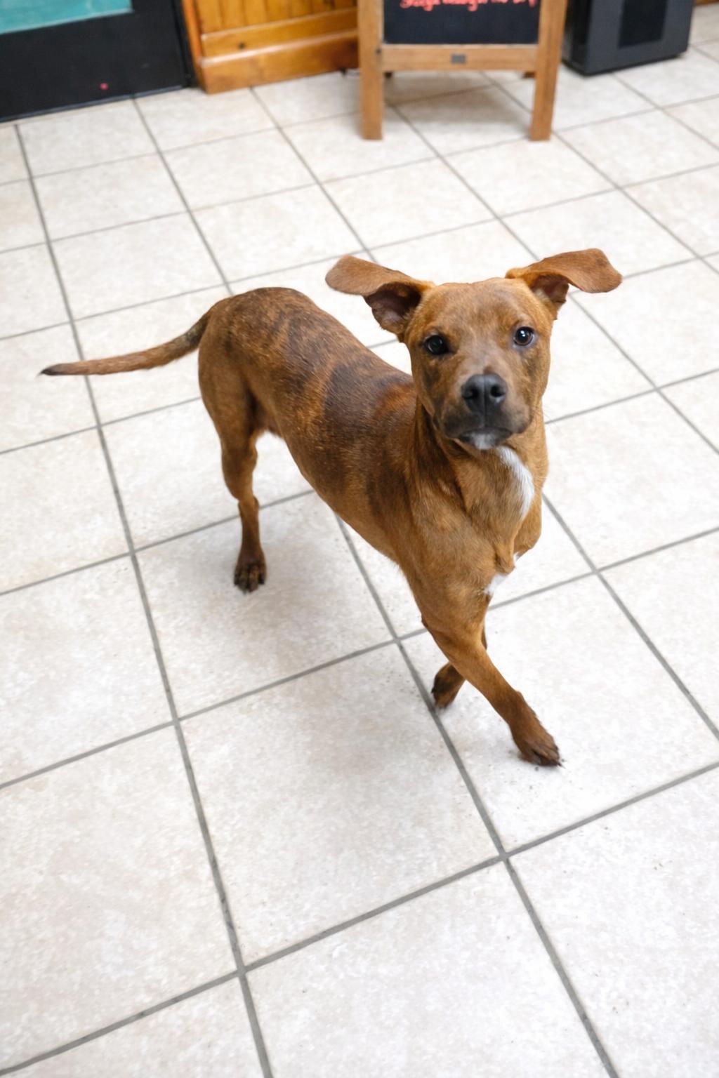 Enlarge Nutmeg, a Adoptable mixed breed in Norwalk, CT image 6/6