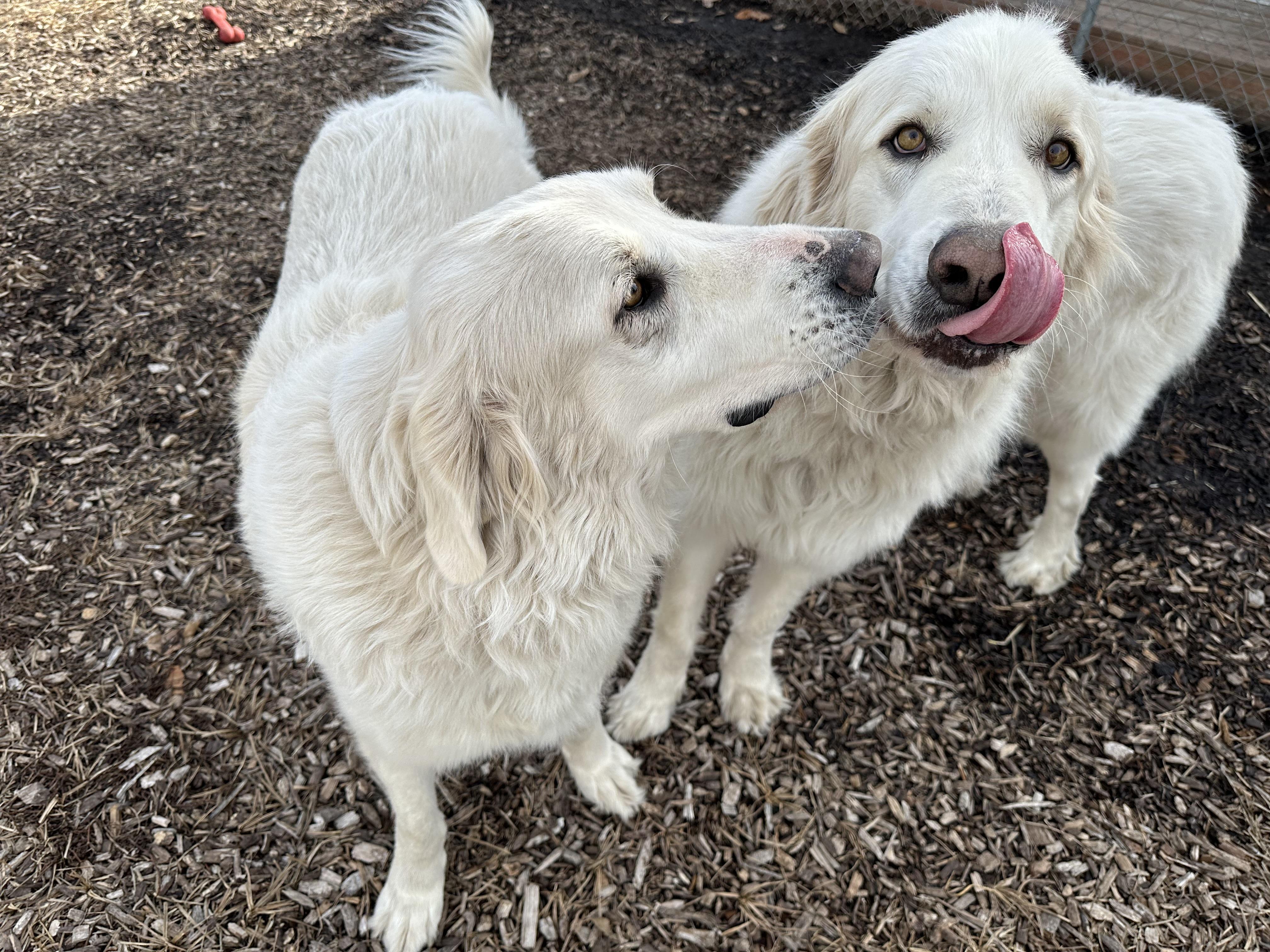 Enlarge Samson & Sheba, a ADOPTABLE Great Pyrenees in Pacific, MO image 4/4