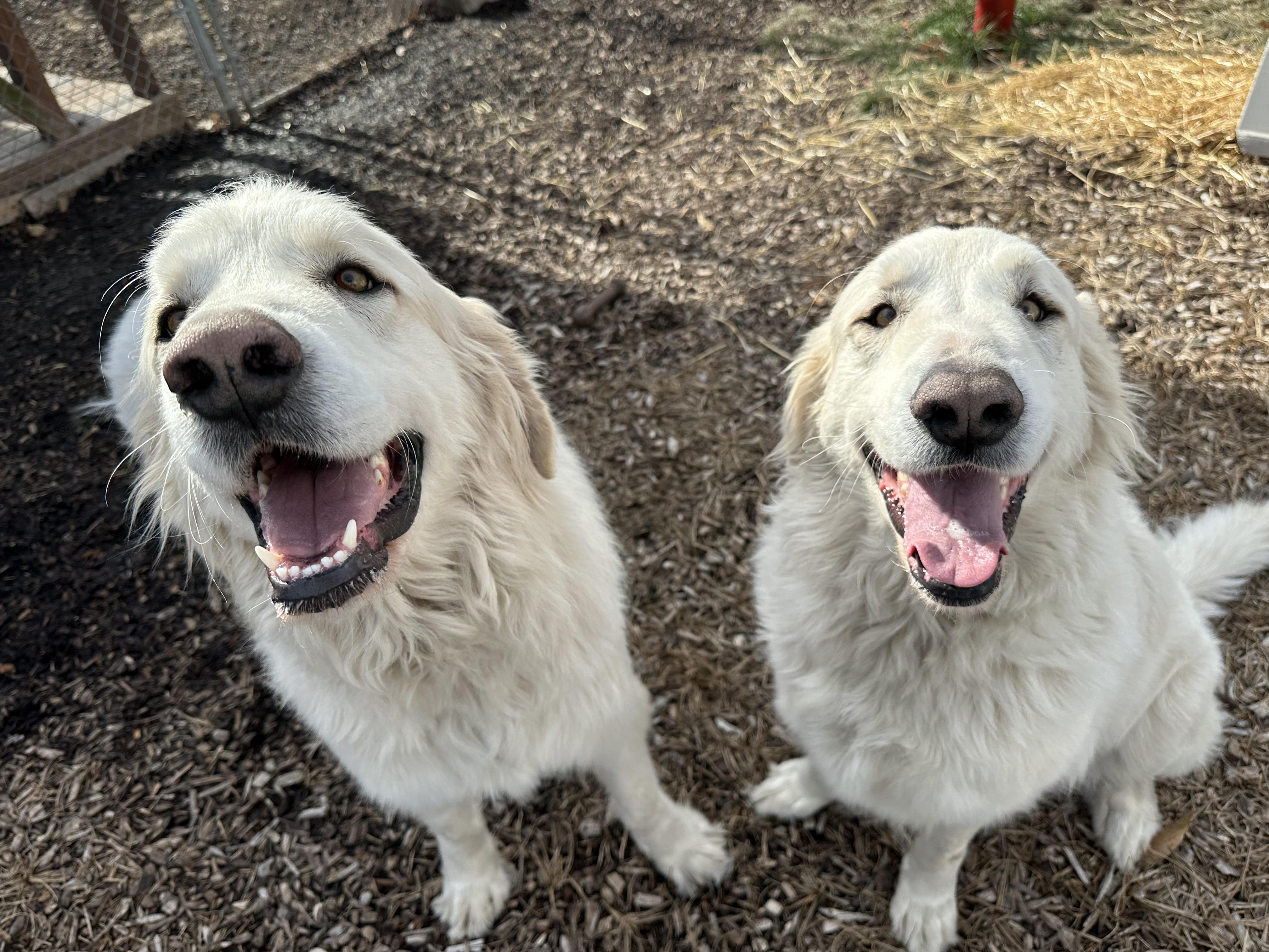Samson & Sheba, ADOPTABLE, Adult Male Great Pyrenees.