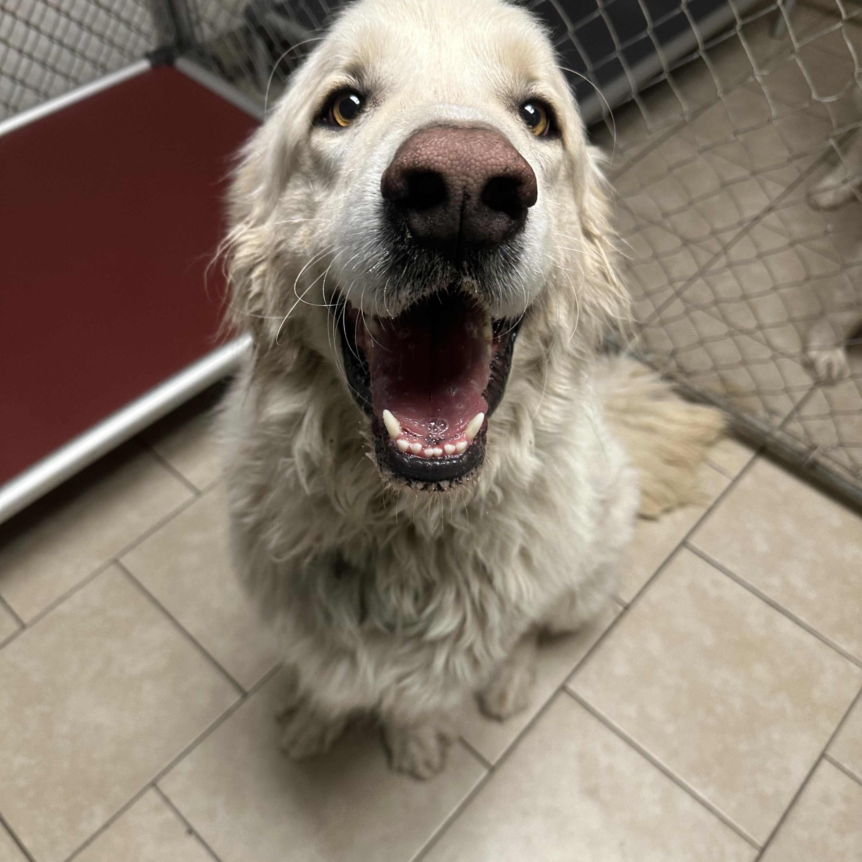 Enlarge Samson & Sheba, a ADOPTABLE Great Pyrenees in Pacific, MO image 2/4