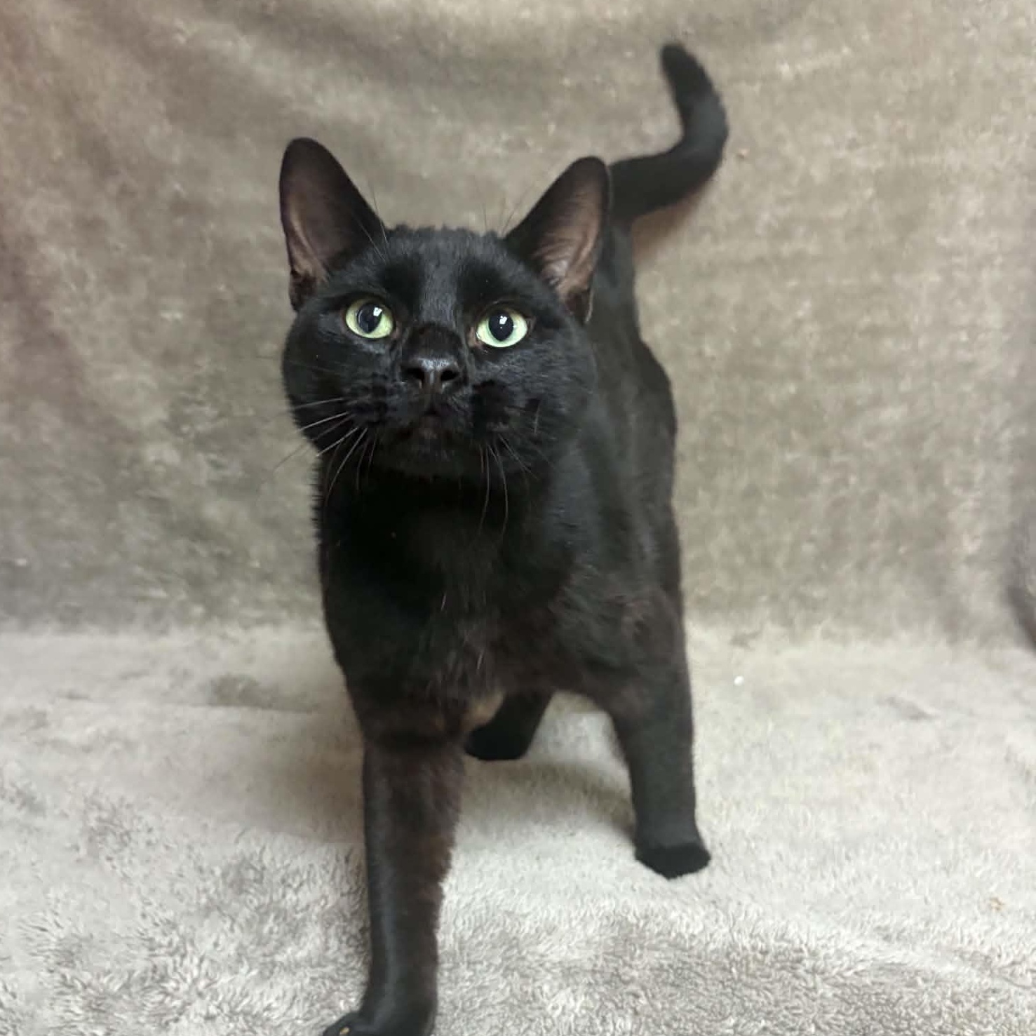DJ Scratch N' Sniff, Adopted, Adult Male Domestic Short Hair.