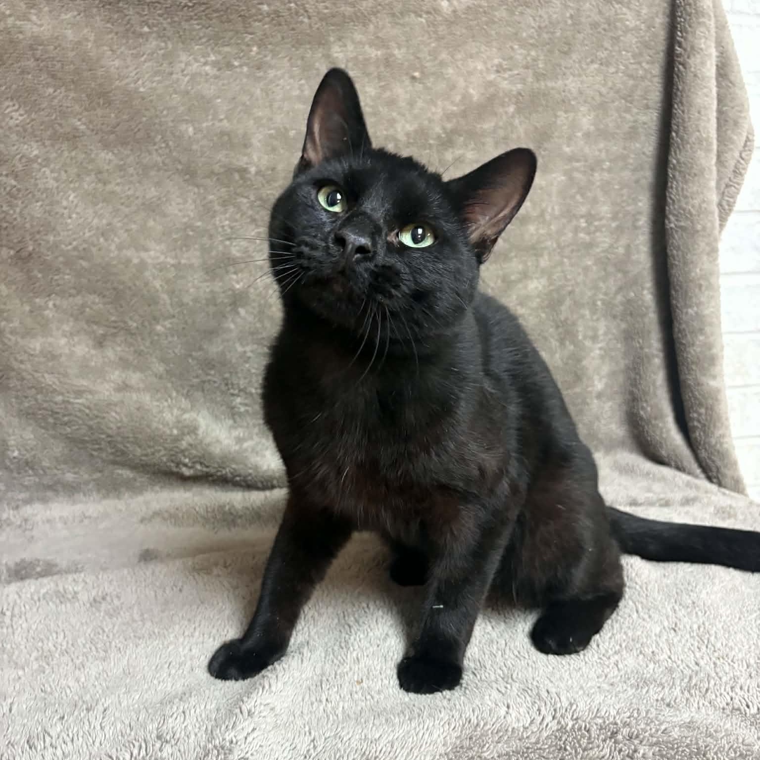 Enlarge DJ Scratch N' Sniff, a Adopted Domestic Short Hair in Waterloo, IA image 4/4