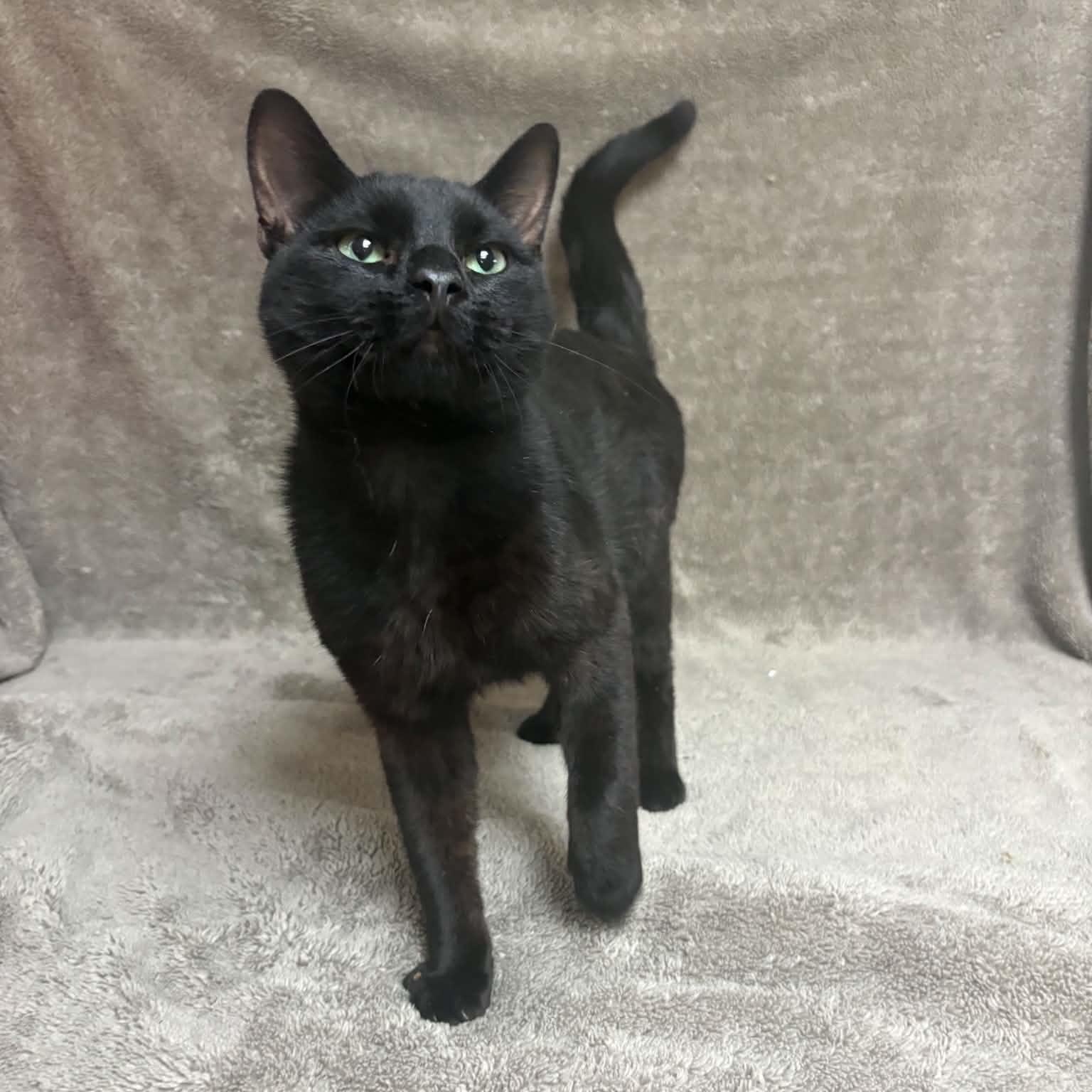Enlarge DJ Scratch N' Sniff, a Adopted Domestic Short Hair in Waterloo, IA image 2/4