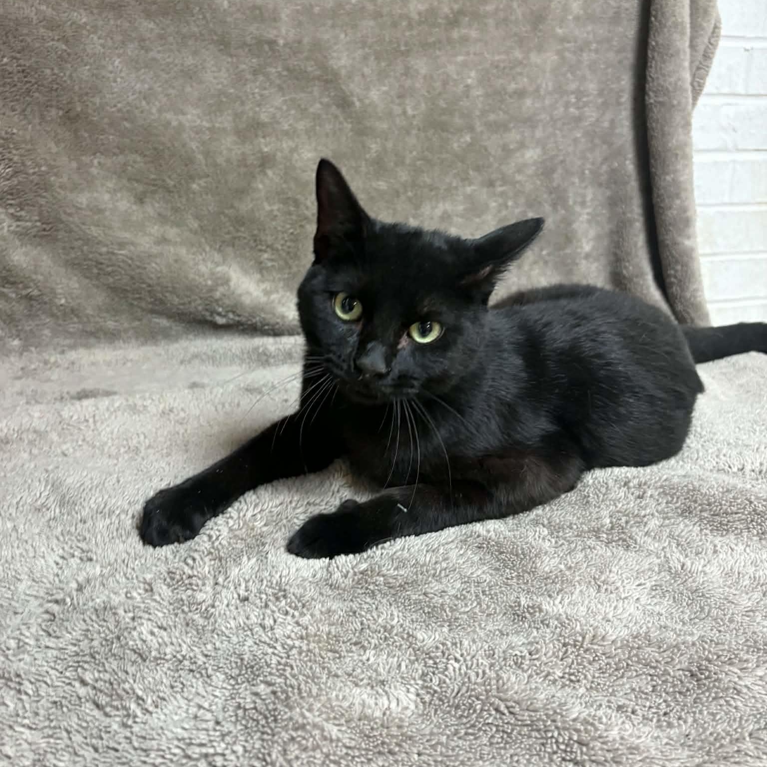 Enlarge DJ Scratch N' Sniff, a Adopted Domestic Short Hair in Waterloo, IA image 3/4