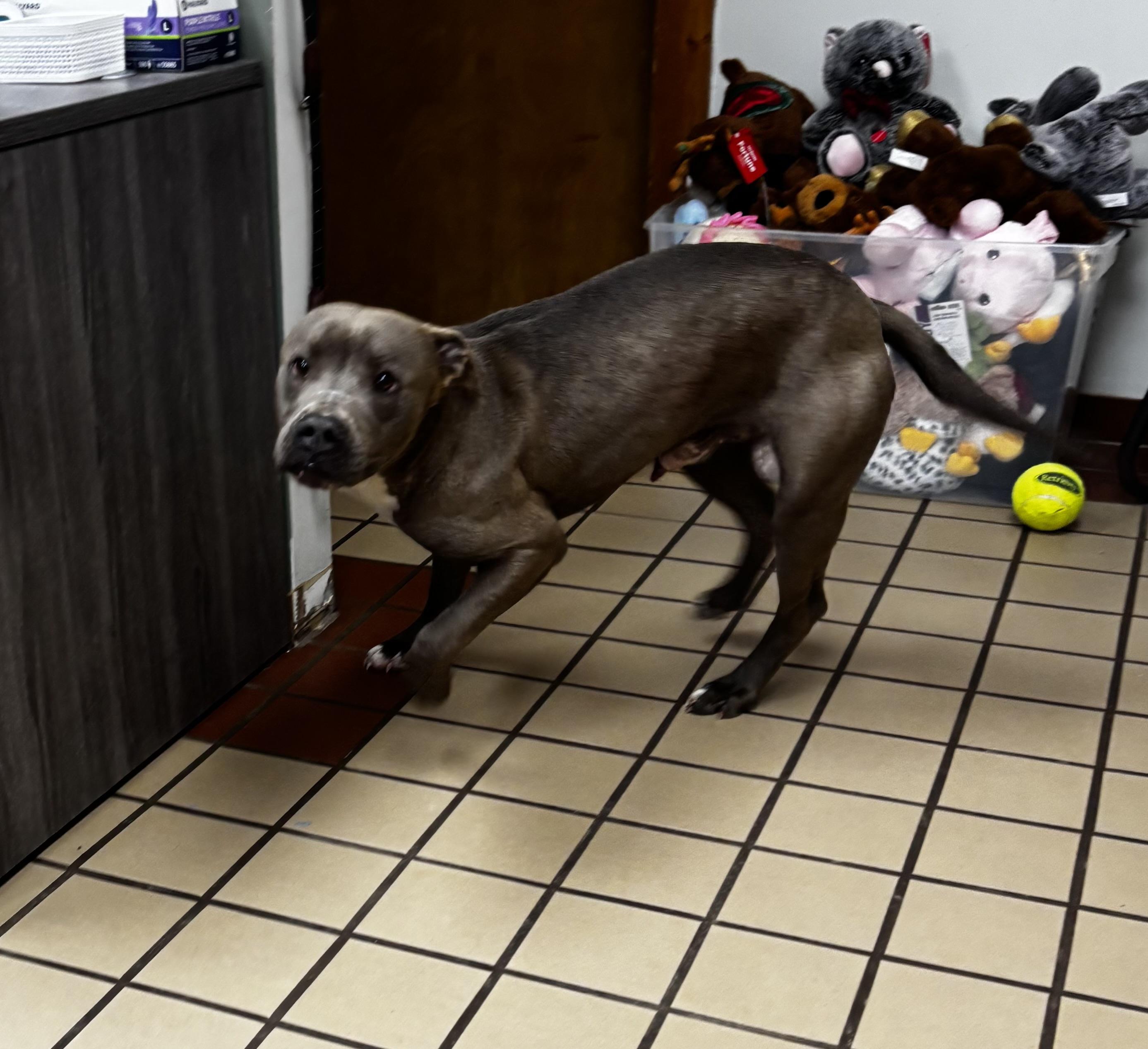 Enlarge Zane, a ADOPTABLE Pit Bull Terrier in White Cloud, MI image 1/2