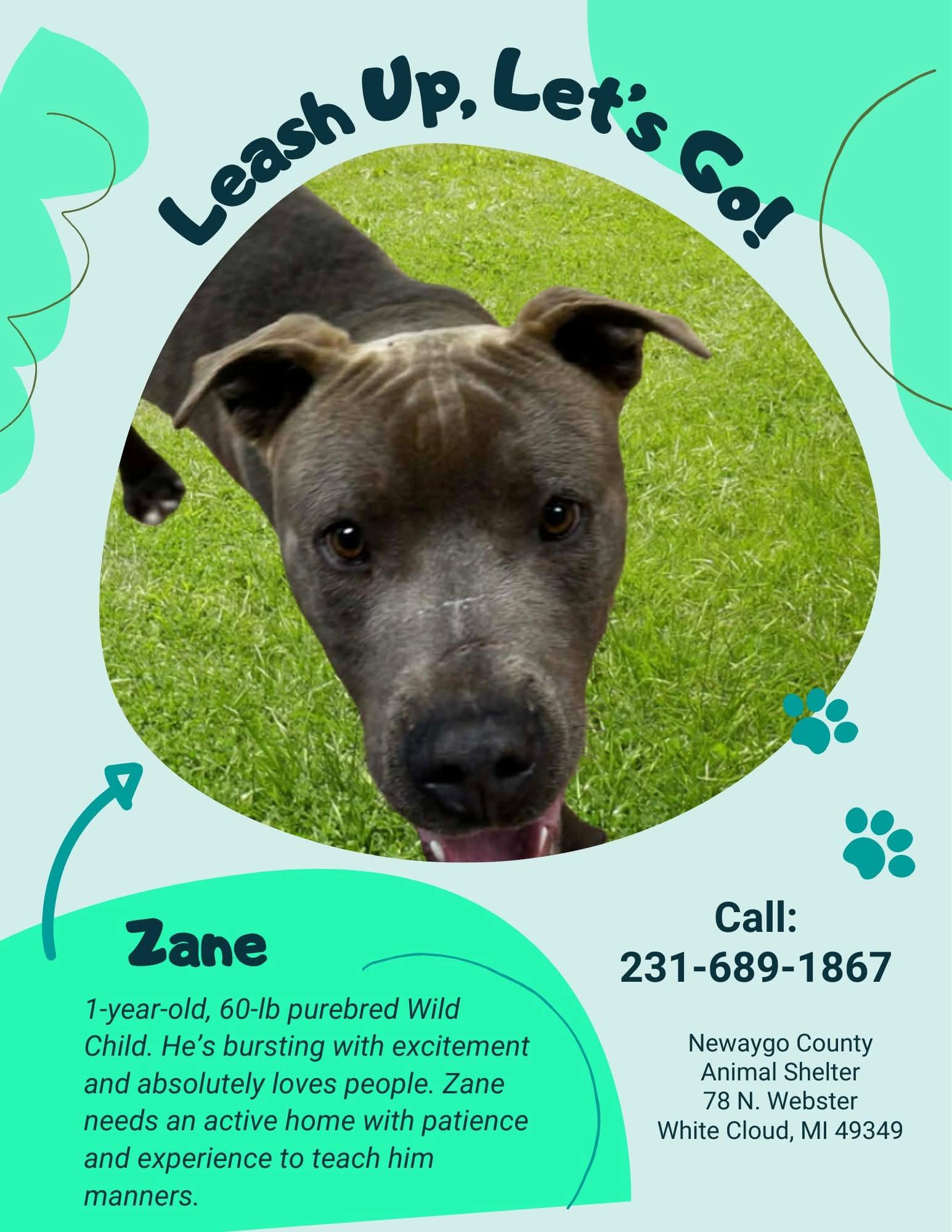 Enlarge Zane, a ADOPTABLE Pit Bull Terrier in White Cloud, MI image 2/2