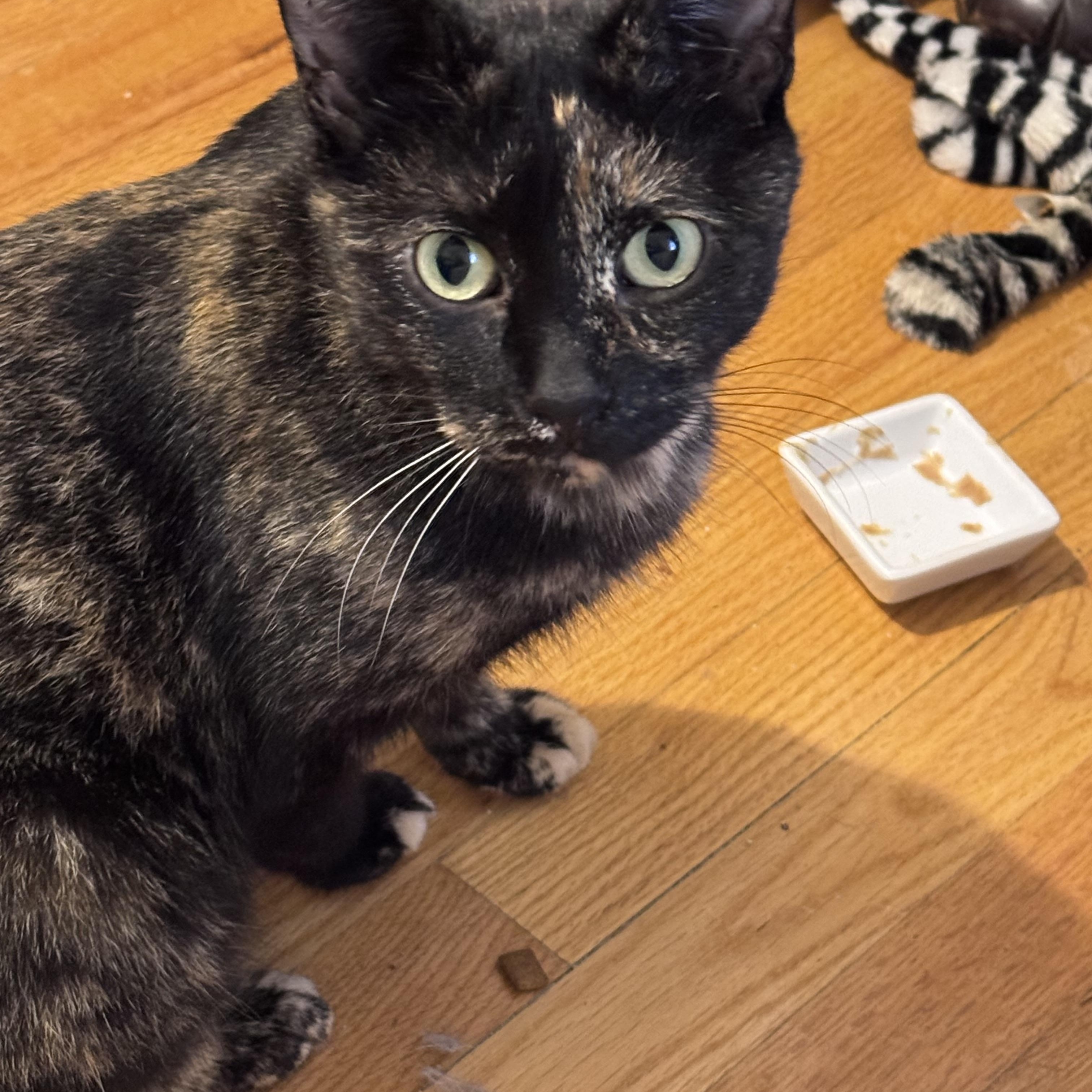 Blinky, Adoptable, Adult Female Domestic Short Hair.
