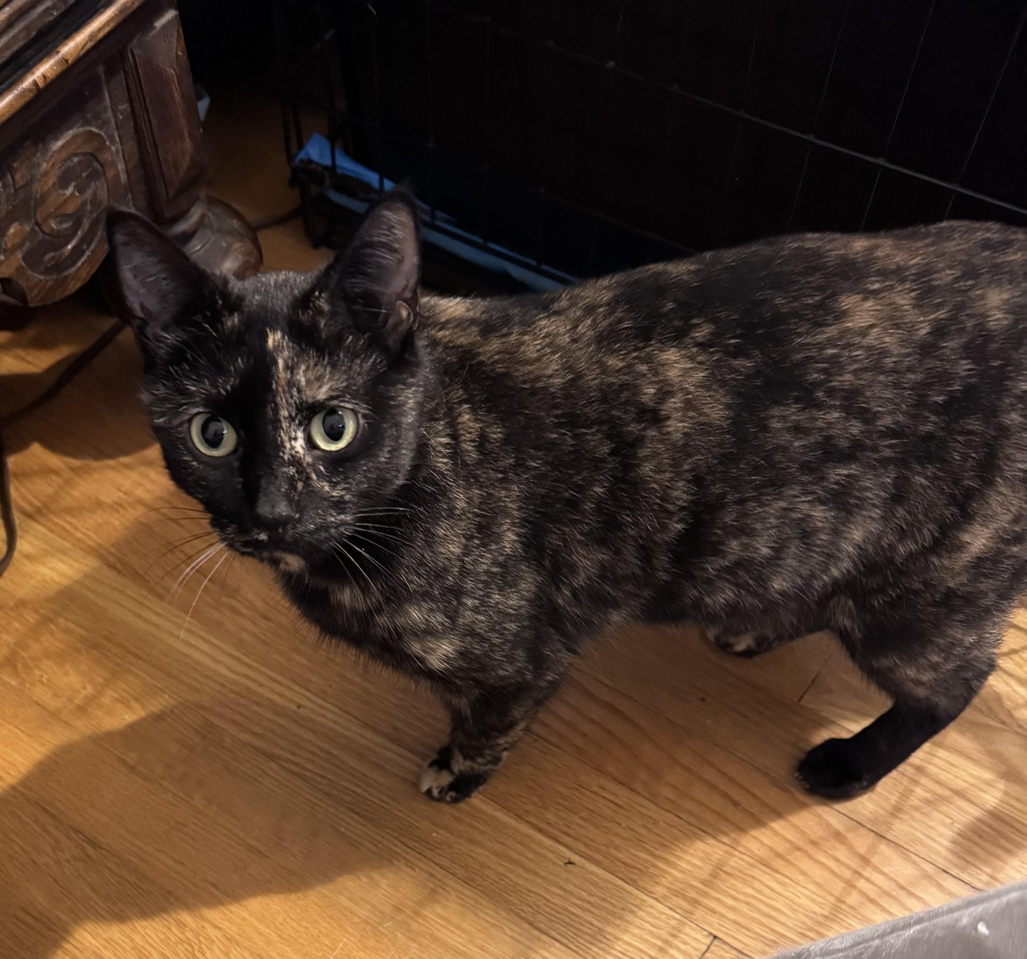 Enlarge Blinky, a Adoptable Domestic Short Hair in Sterling Heights, MI image 2/2