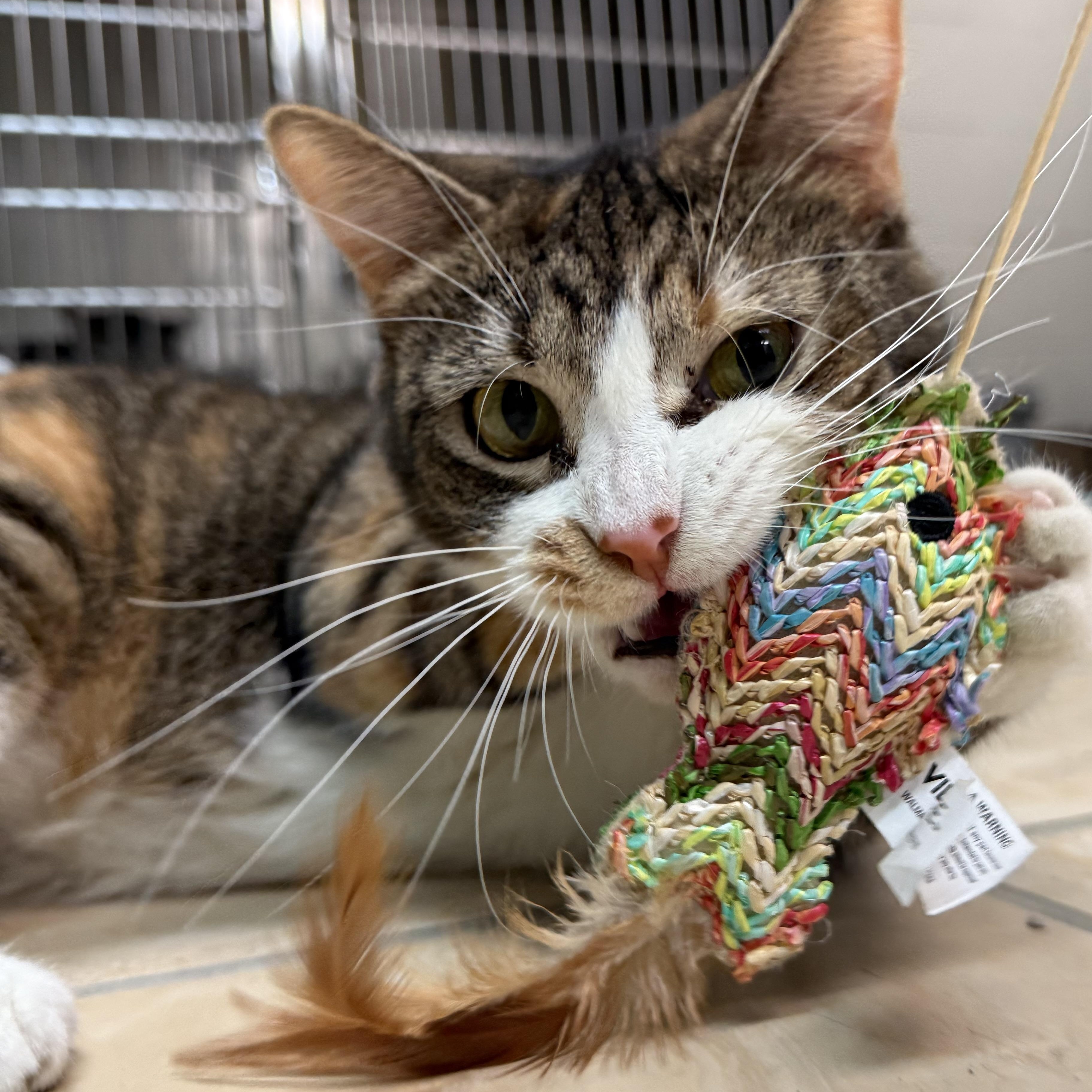 Jeanette, a Adoptable Domestic Short Hair in Latrobe, PA image 1/6