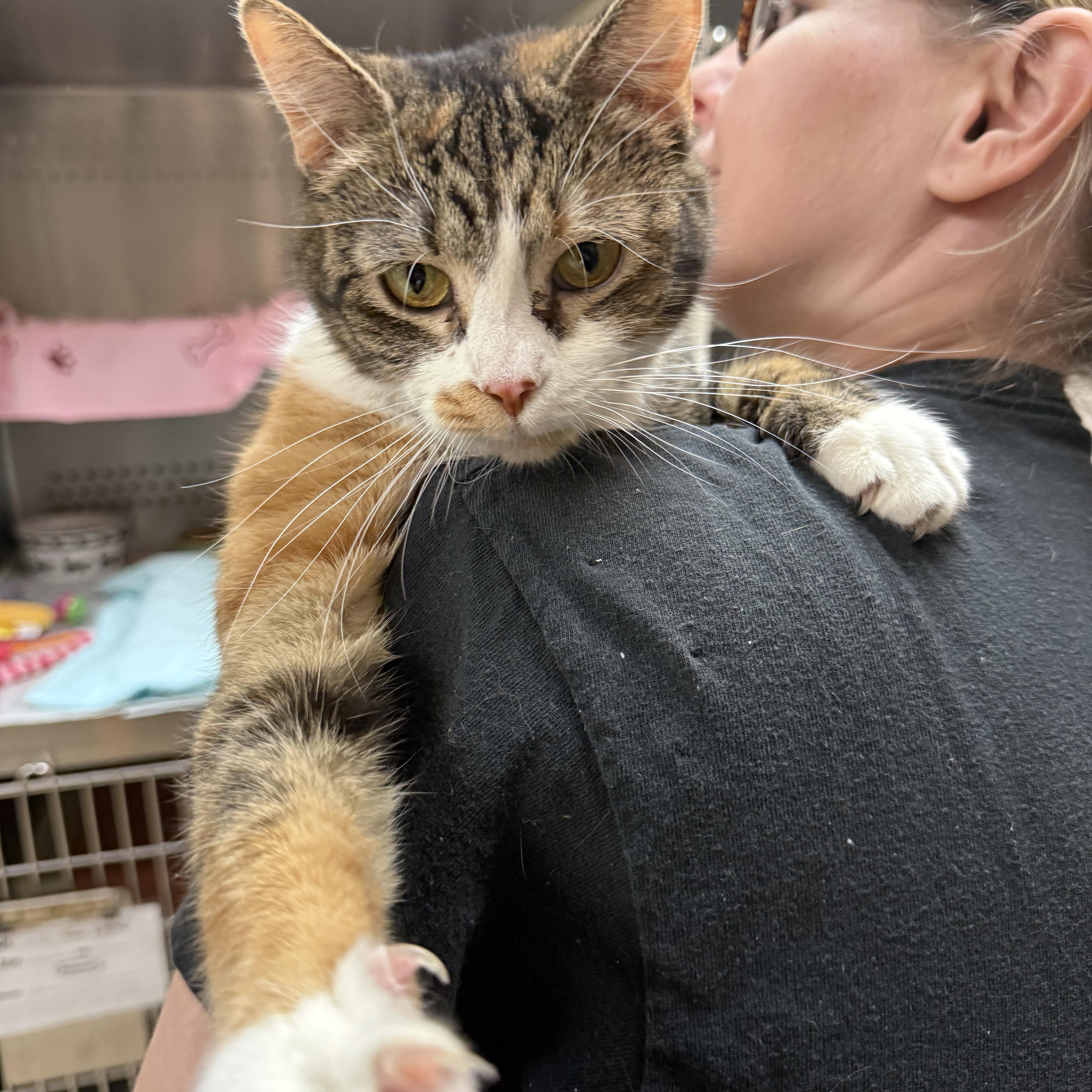 Jeanette, a Adoptable Domestic Short Hair in Latrobe, PA image 4/6