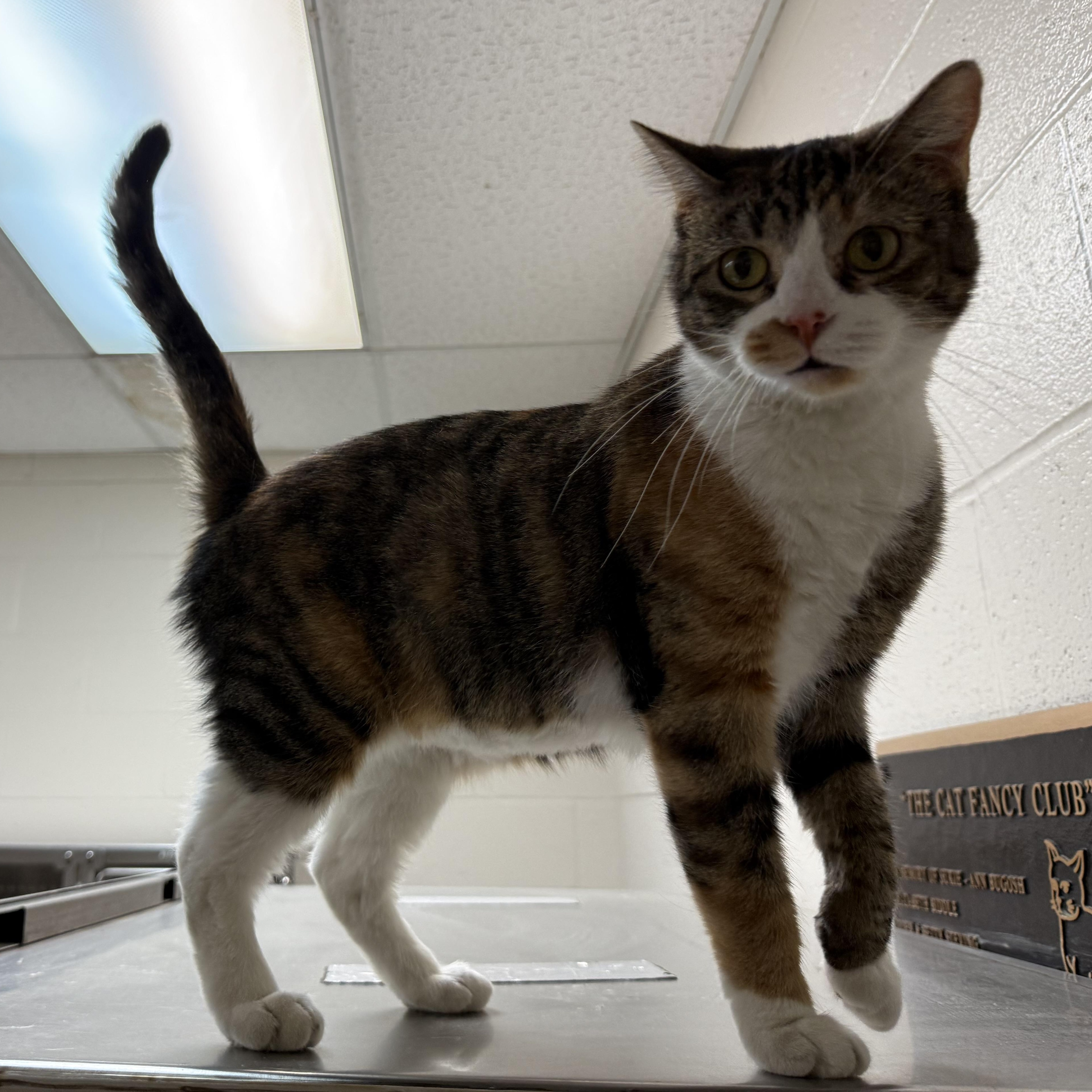 Jeanette, a Adoptable Domestic Short Hair in Latrobe, PA image 5/6