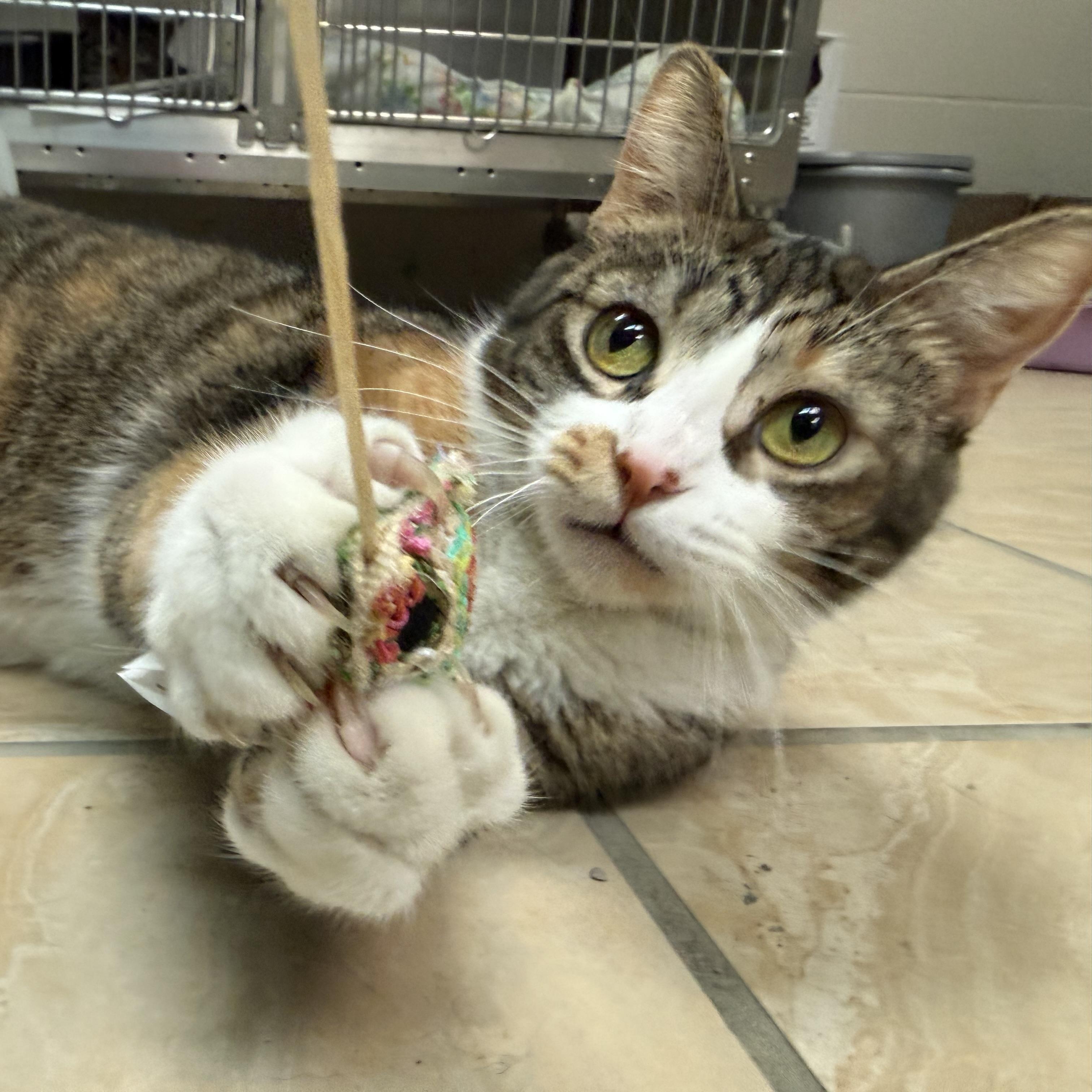 Jeanette, a Adoptable Domestic Short Hair in Latrobe, PA image 2/6