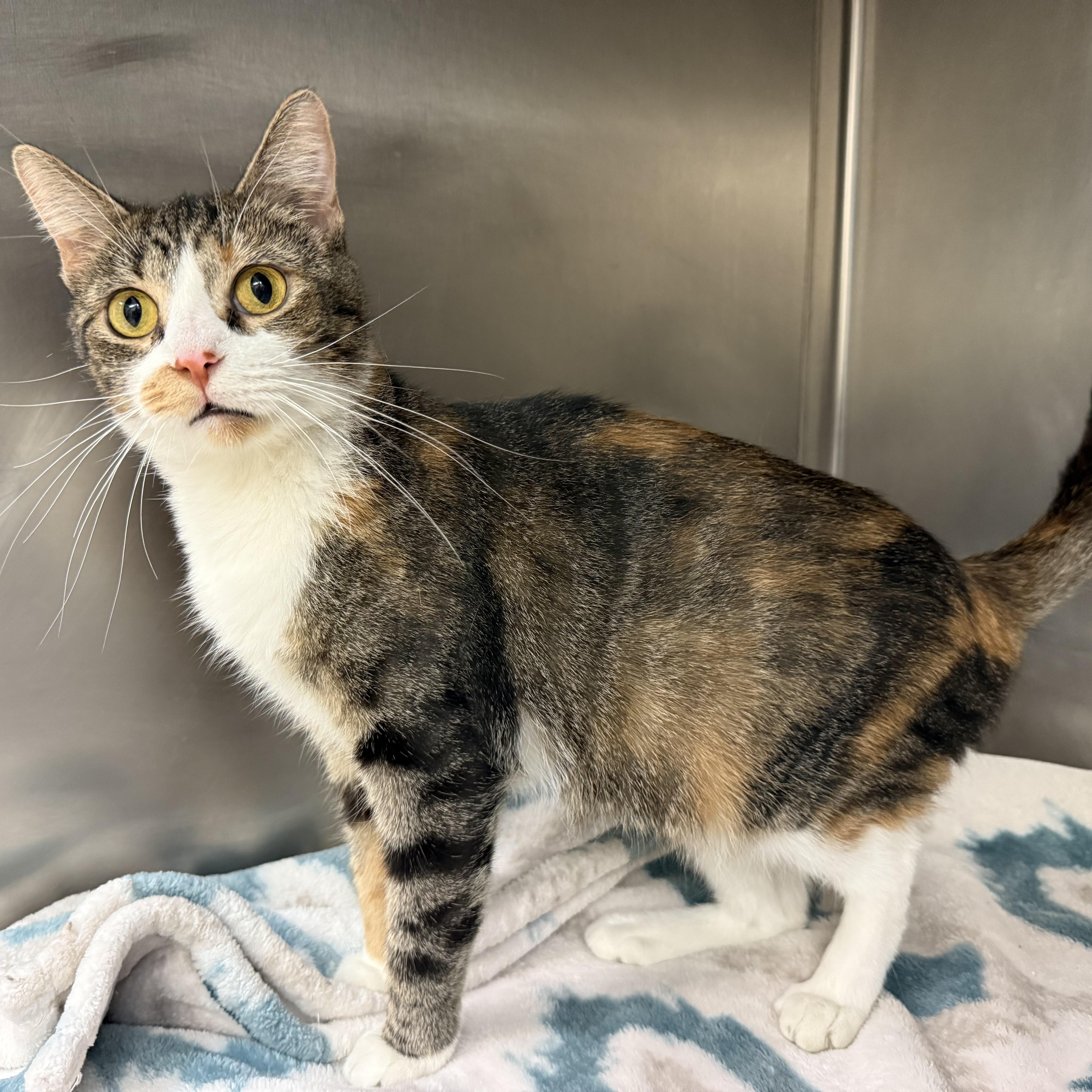 Jeanette, a Adoptable Domestic Short Hair in Latrobe, PA image 6/6
