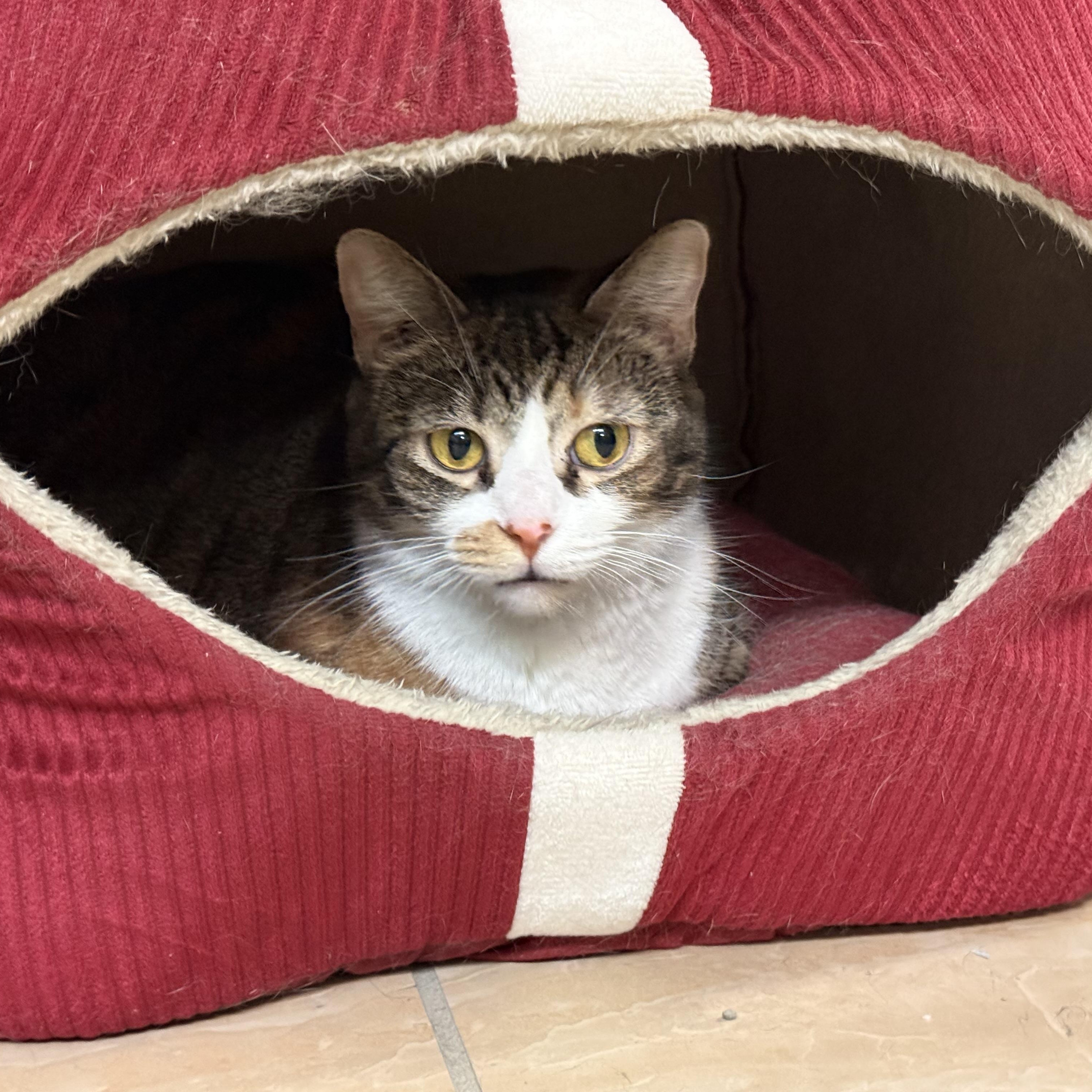Jeanette, a Adoptable Domestic Short Hair in Latrobe, PA image 3/6
