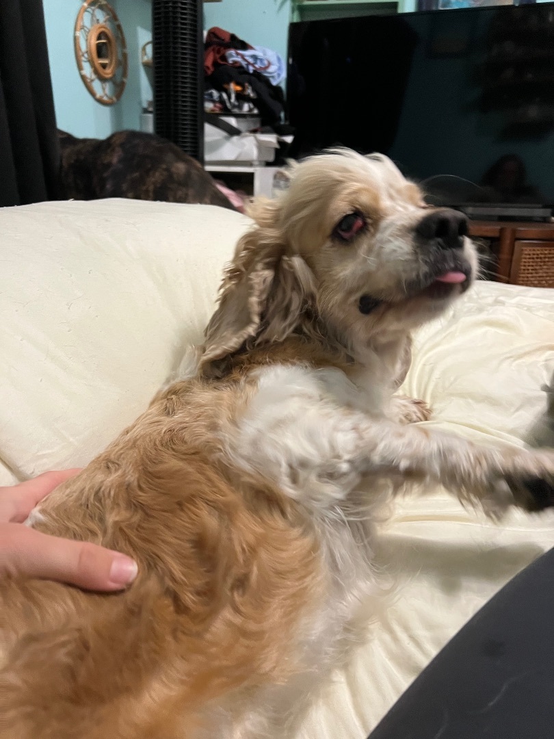 Harriet , Adoptable, Adult Female Cocker Spaniel.
