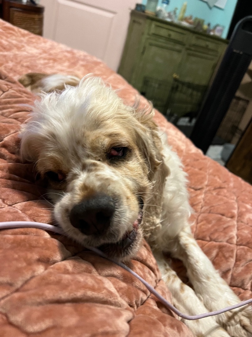 Enlarge Harriet , a Adoptable Cocker Spaniel in Tampa, FL image 2/12