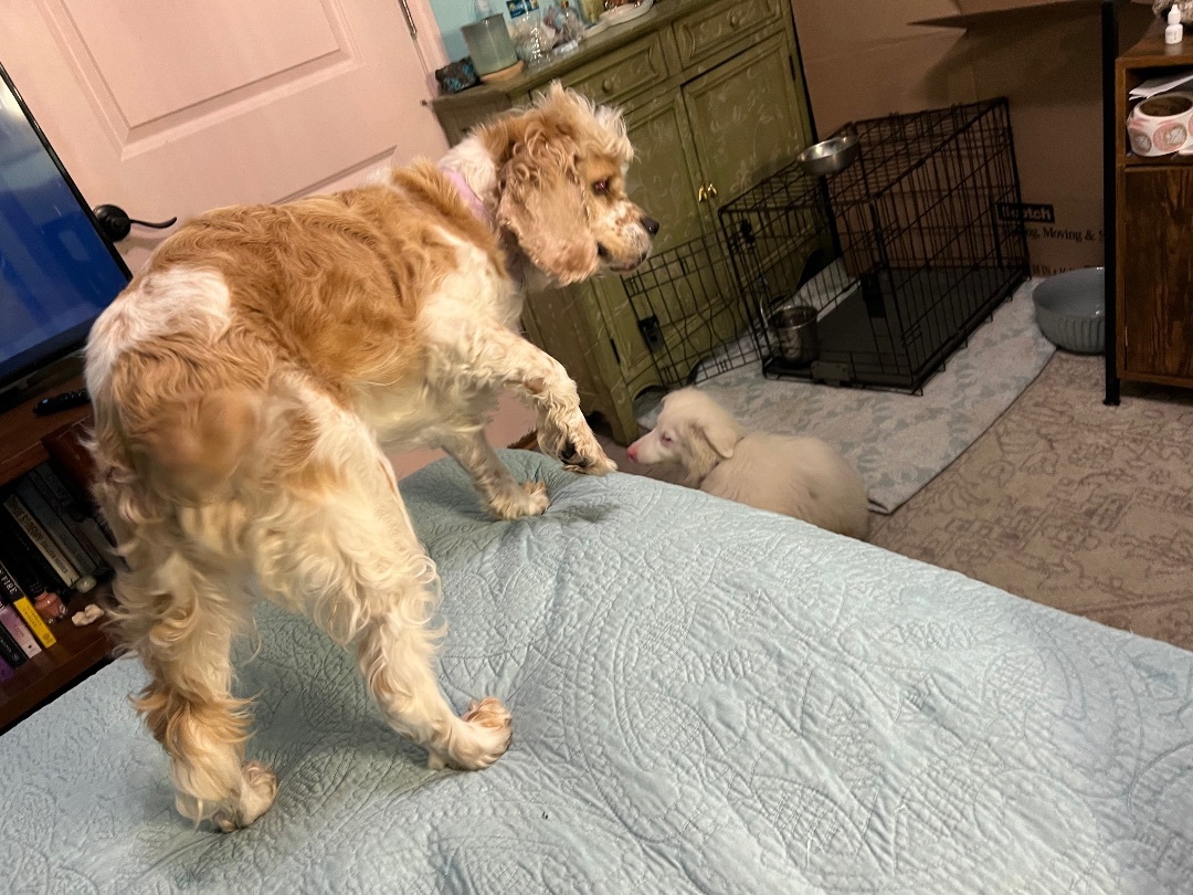 Enlarge Harriet , a Adoptable Cocker Spaniel in Tampa, FL image 5/12