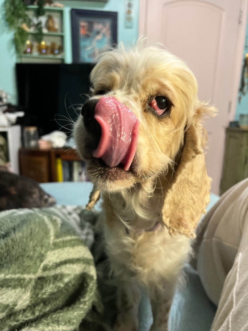 Enlarge Harriet , a Adoptable Cocker Spaniel in Tampa, FL image 6/12