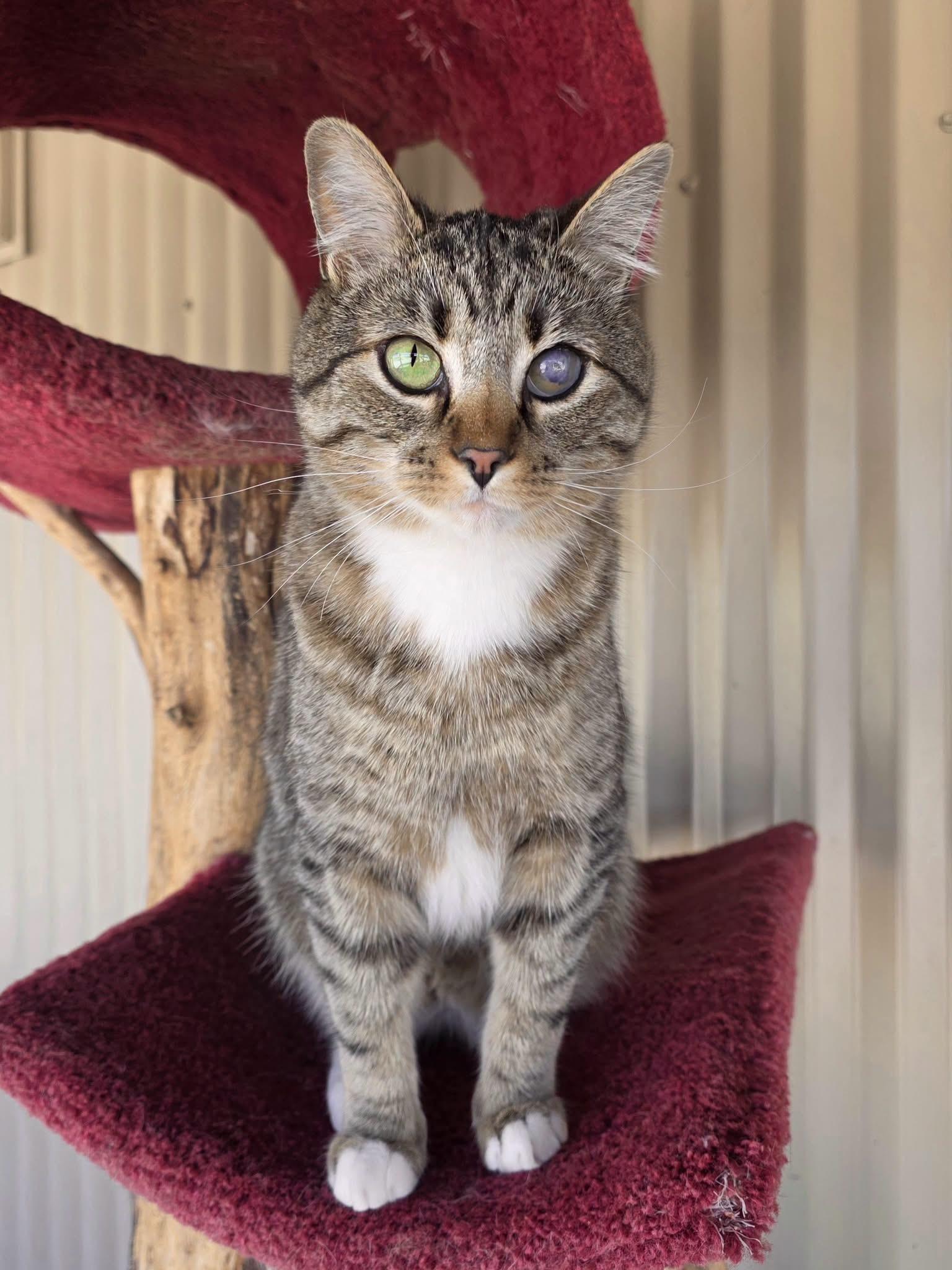 Enlarge Ashton, a ADOPTABLE mixed breed in Jackson, WY image 1/1