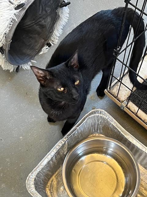 Enlarge Inkie, a Adoptable Domestic Short Hair in Crescent City, FL image 1/6