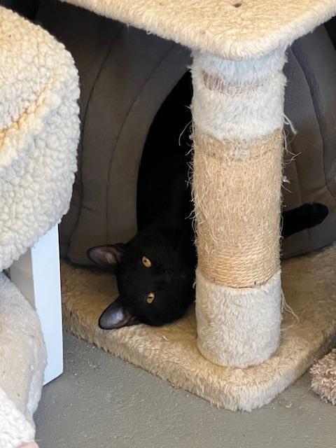 Enlarge Inkie, a Adoptable Domestic Short Hair in Crescent City, FL image 3/6