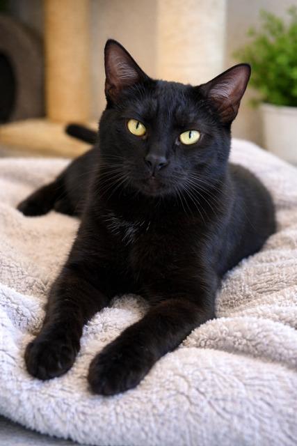 Enlarge Inkie, a Adoptable Domestic Short Hair in Crescent City, FL image 4/6