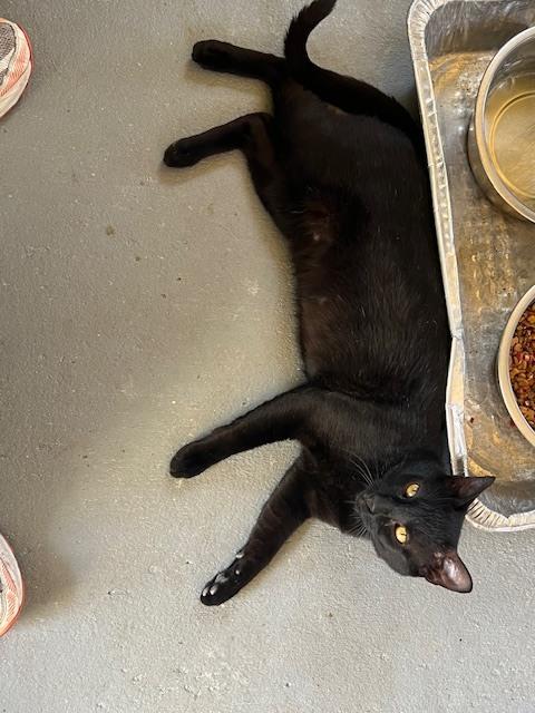 Enlarge Inkie, a Adoptable Domestic Short Hair in Crescent City, FL image 6/6