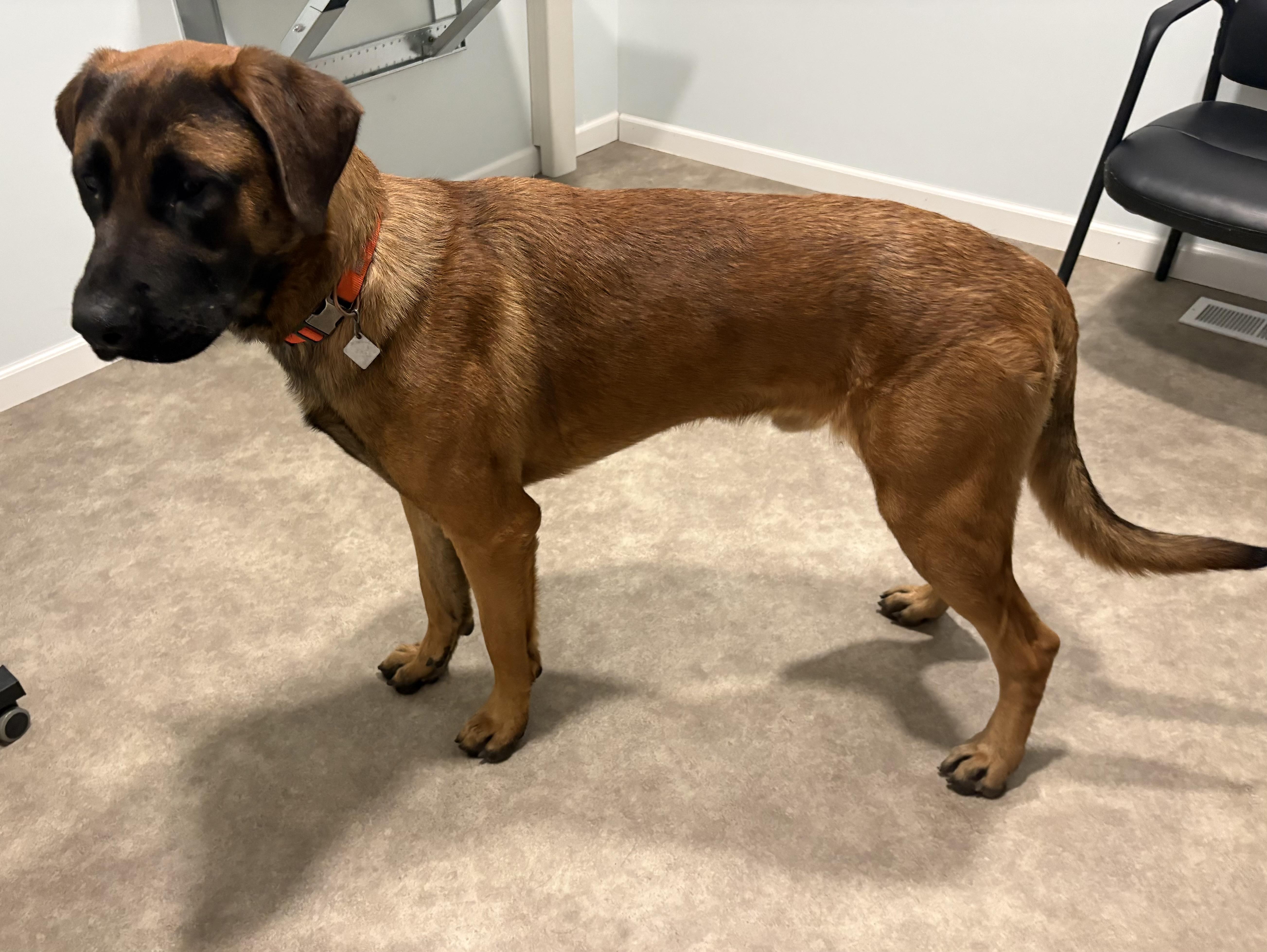 Enlarge Scooby, a ADOPTABLE mixed breed in Grant, NE image 4/5