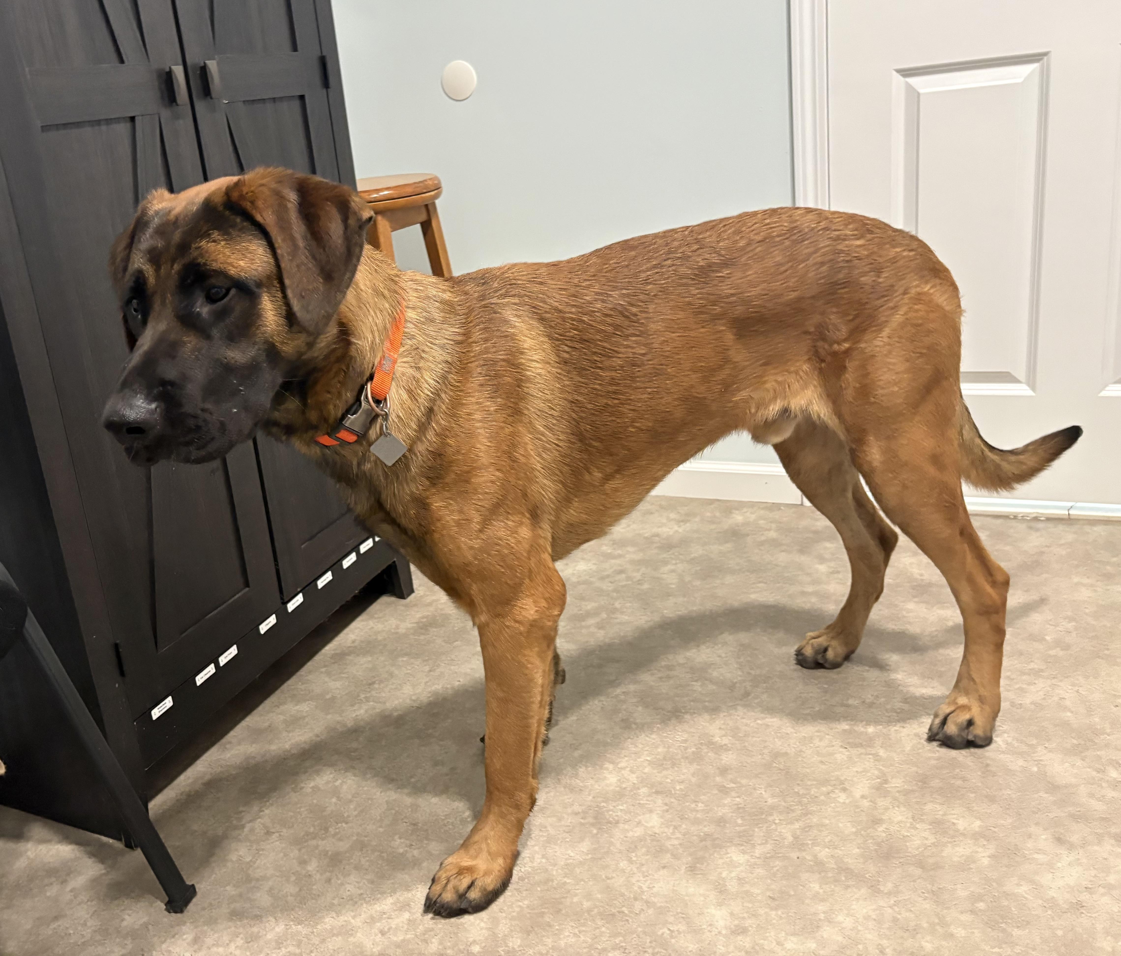 Enlarge Scooby, a ADOPTABLE mixed breed in Grant, NE image 3/5