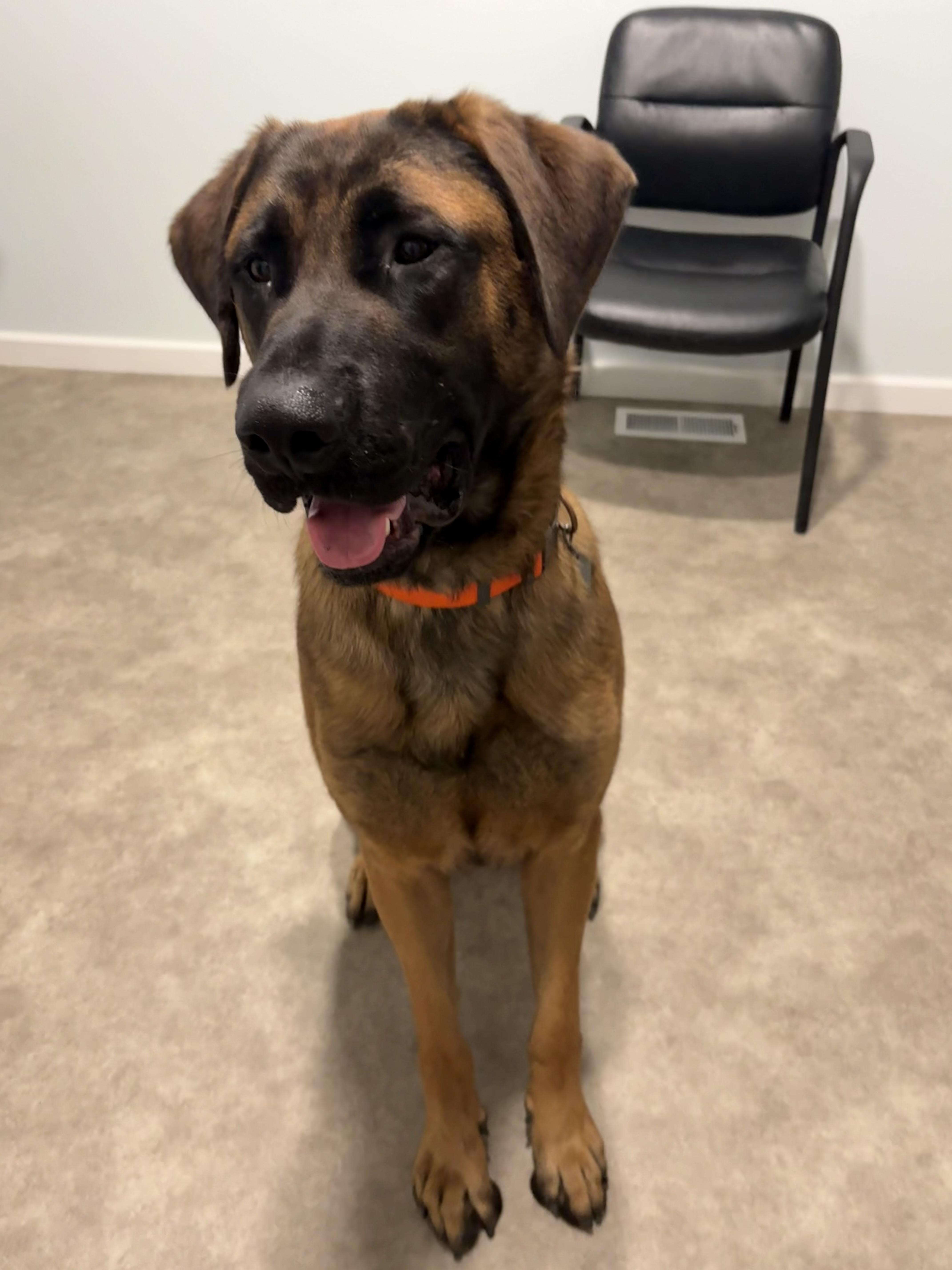Enlarge Scooby, a ADOPTABLE mixed breed in Grant, NE image 5/5