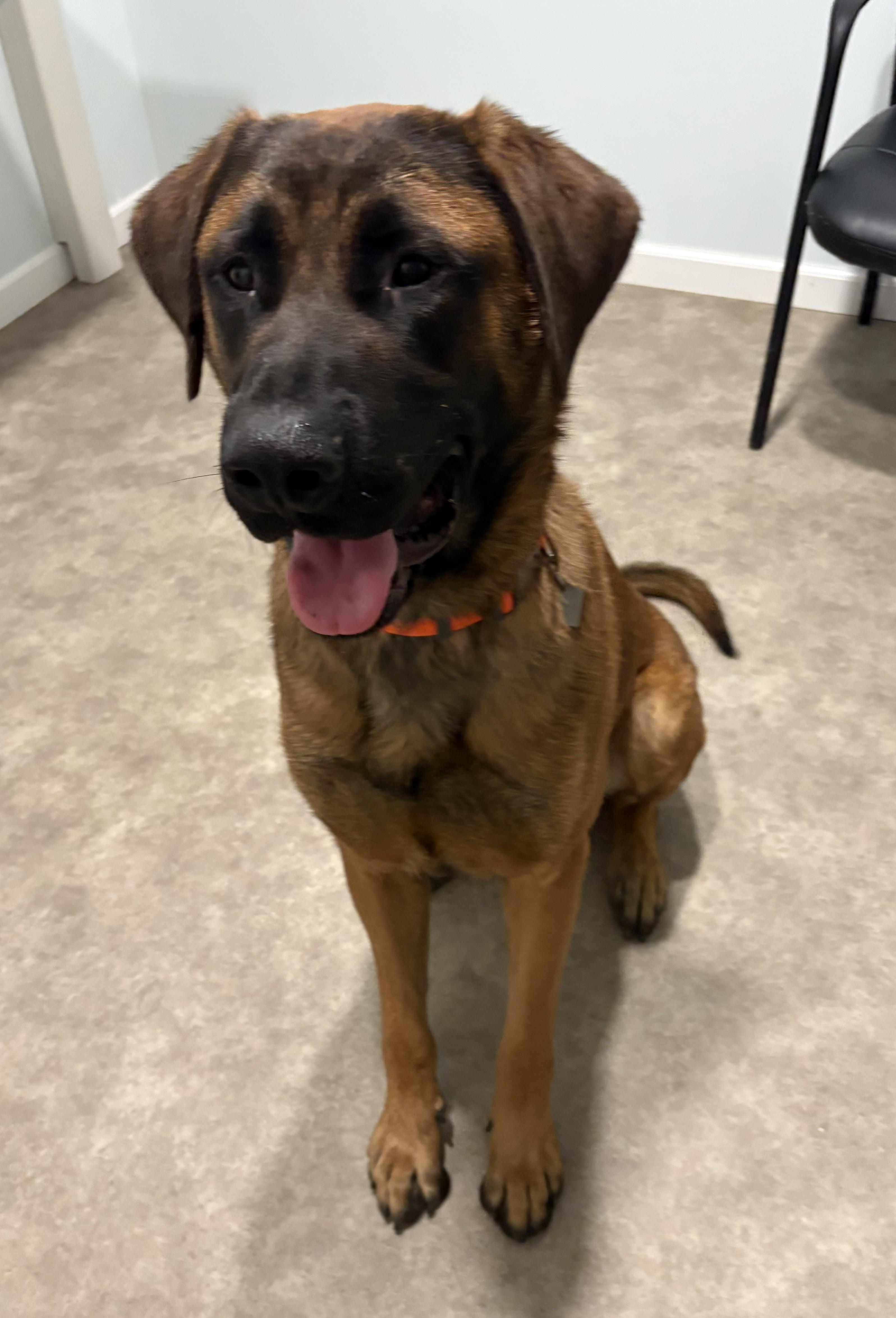 Scooby, ADOPTABLE, Young Female Great Dane & Bullmastiff.