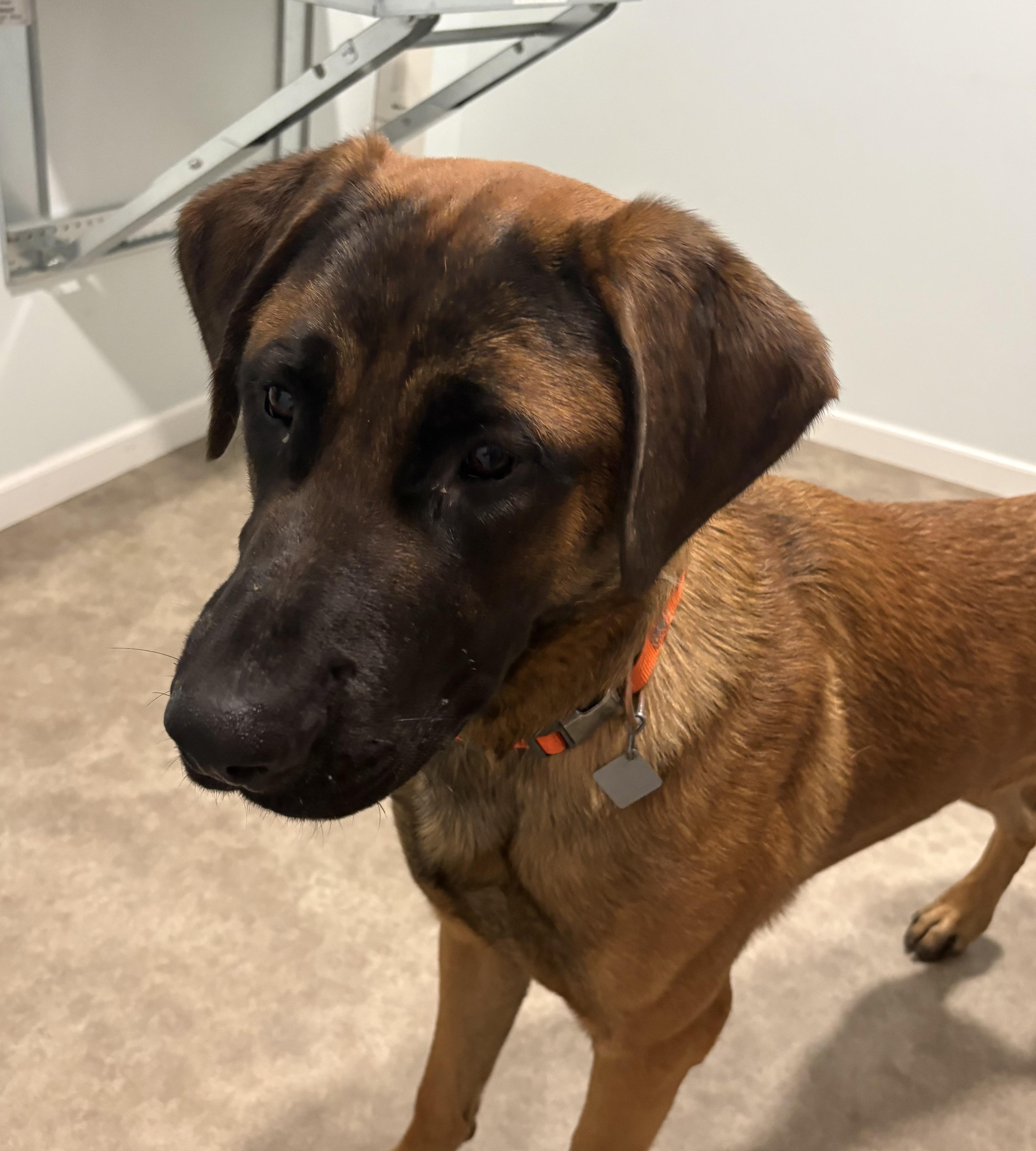 Enlarge Scooby, a ADOPTABLE mixed breed in Grant, NE image 2/5