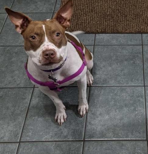 Lily OS 0420, a Adoptable mixed breed in West Bloomfield, MI image 4/6