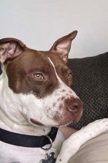 Lily OS 0420, a Adoptable mixed breed in West Bloomfield, MI image 3/6