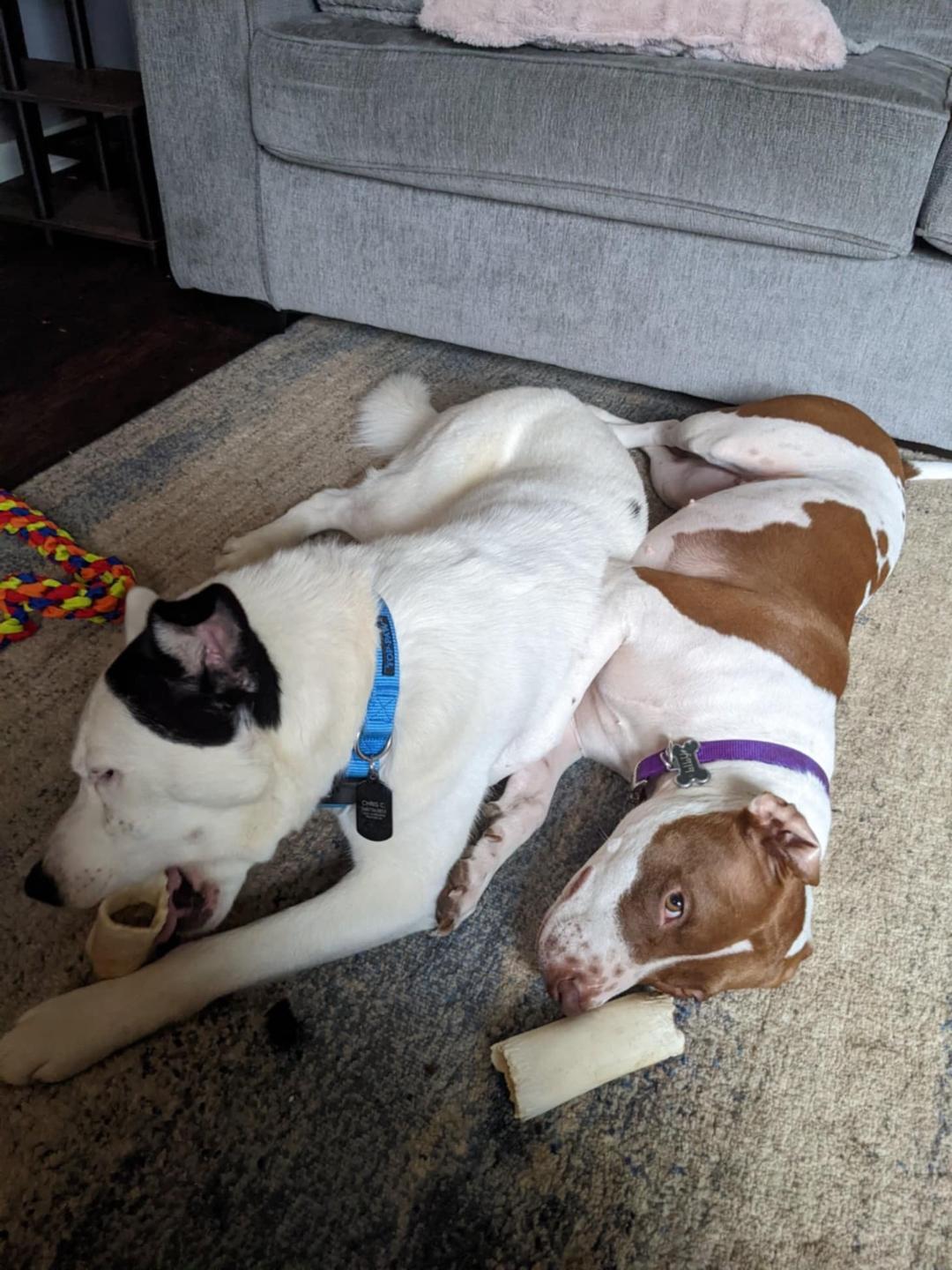 Lily OS 0420, a Adoptable mixed breed in West Bloomfield, MI image 5/6