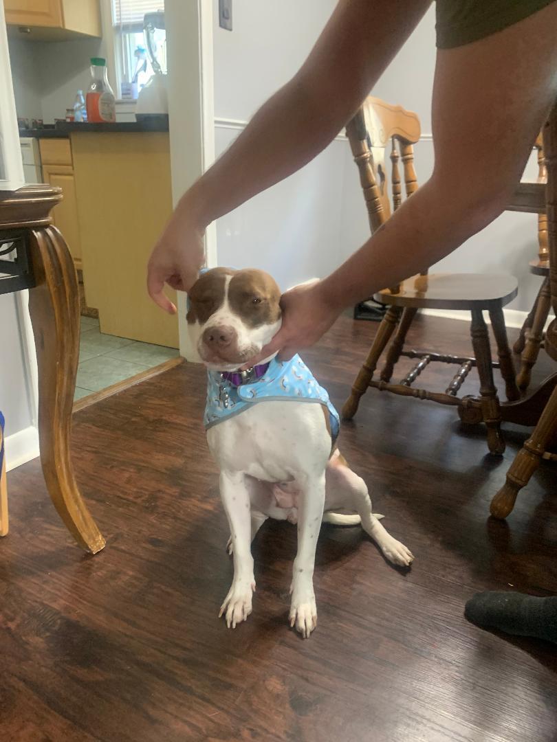 Lily OS 0420, a Adoptable mixed breed in West Bloomfield, MI image 2/6