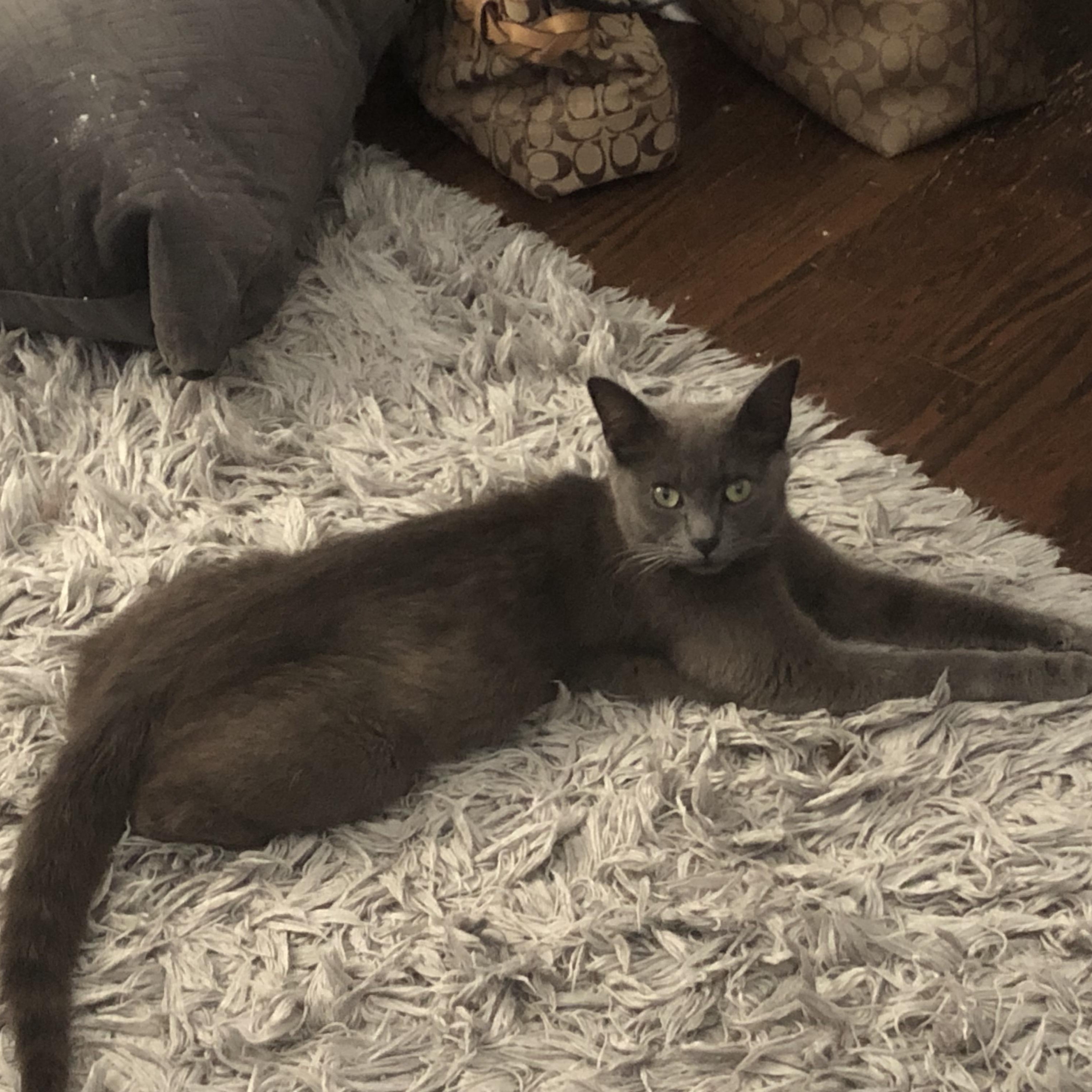 Marbles, a Adoptable Russian Blue in Midland, MI image 5/6