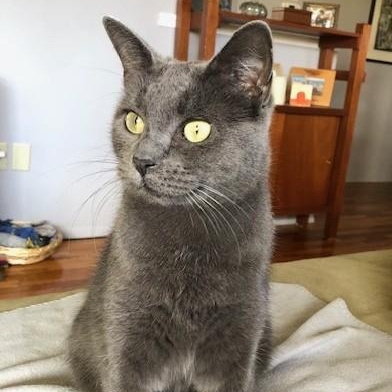 Marbles, Adoptable, Adult Female Russian Blue.