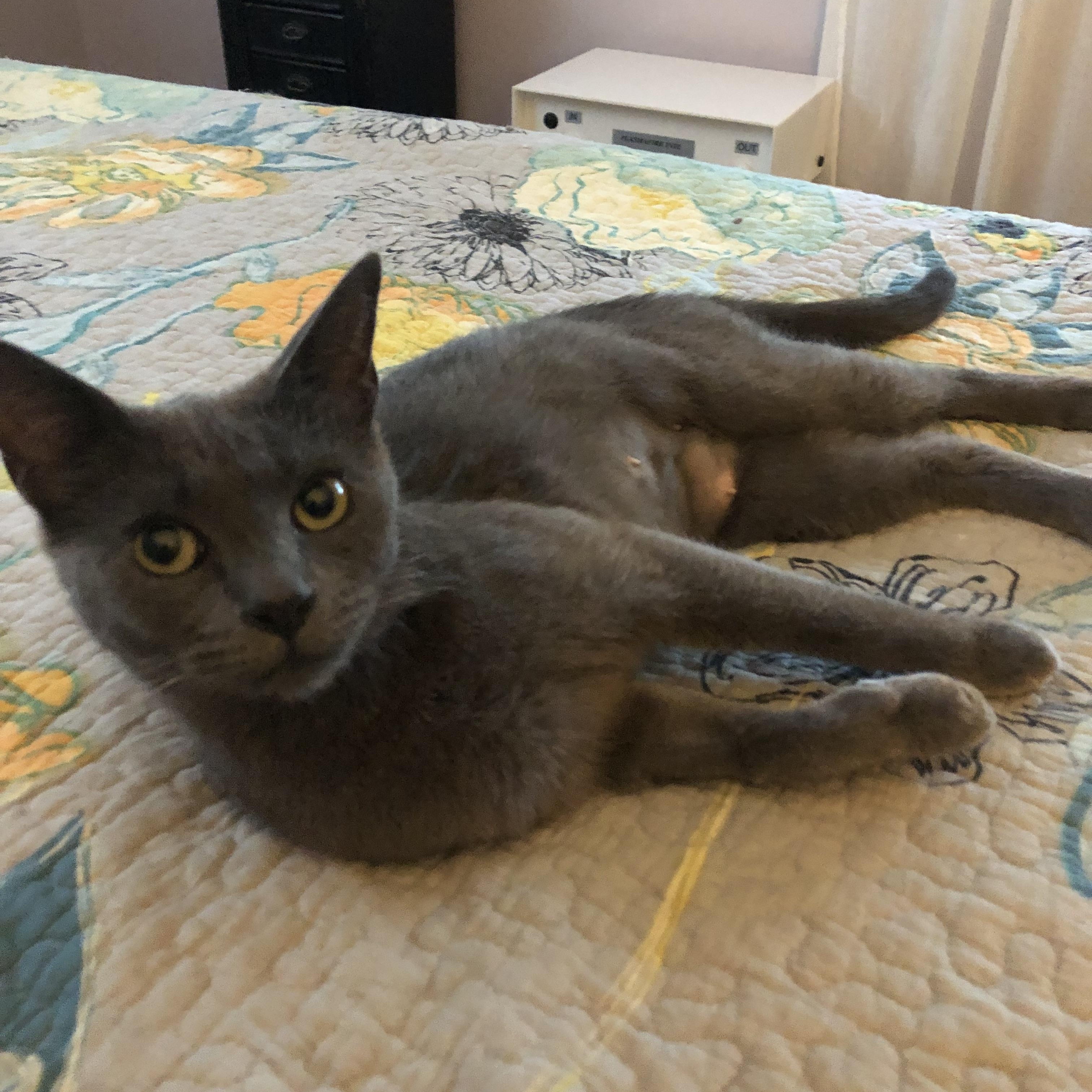 Marbles, a Adoptable Russian Blue in Midland, MI image 4/6