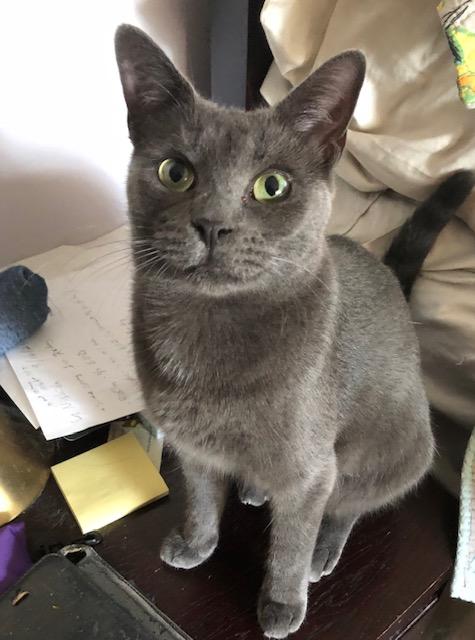 Marbles, a Adoptable Russian Blue in Midland, MI image 2/6