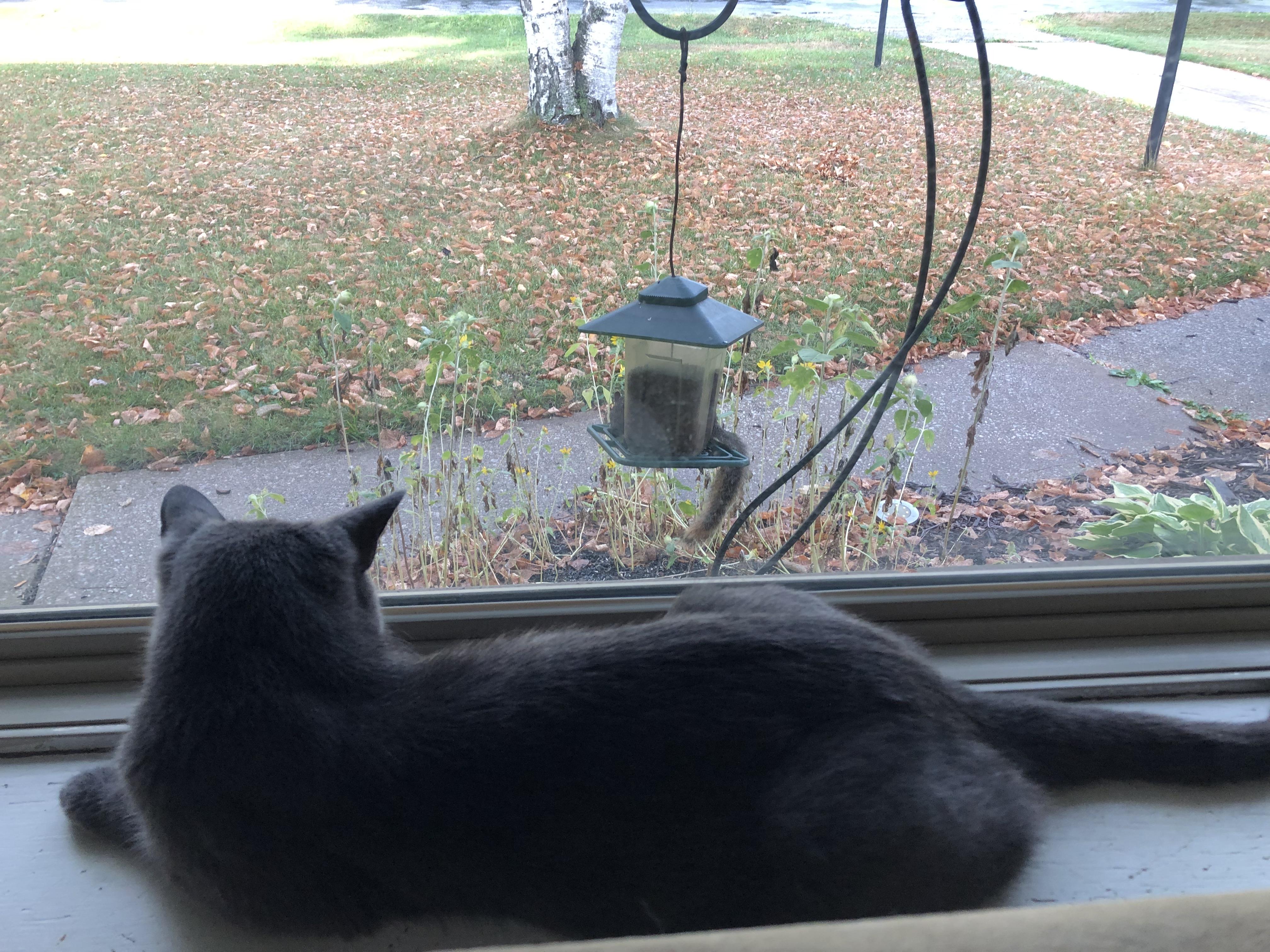 Marbles, a Adoptable Russian Blue in Midland, MI image 6/6