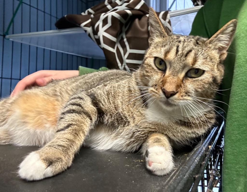 Cosmo, Adoptable, Adult Male Domestic Short Hair.