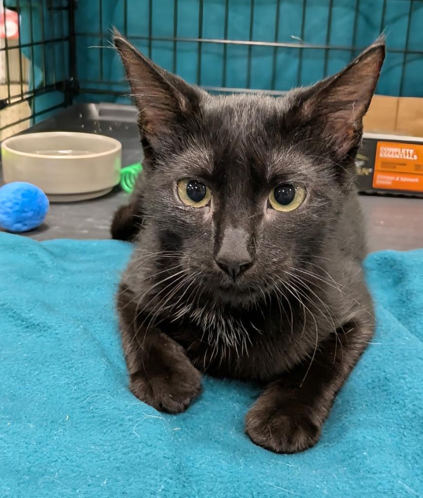 Ellie, Adoptable, Young Female Domestic Short Hair.