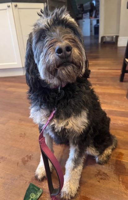 Enlarge Cookie, a Adoptable Aussiedoodle in Albany, NY image 3/3